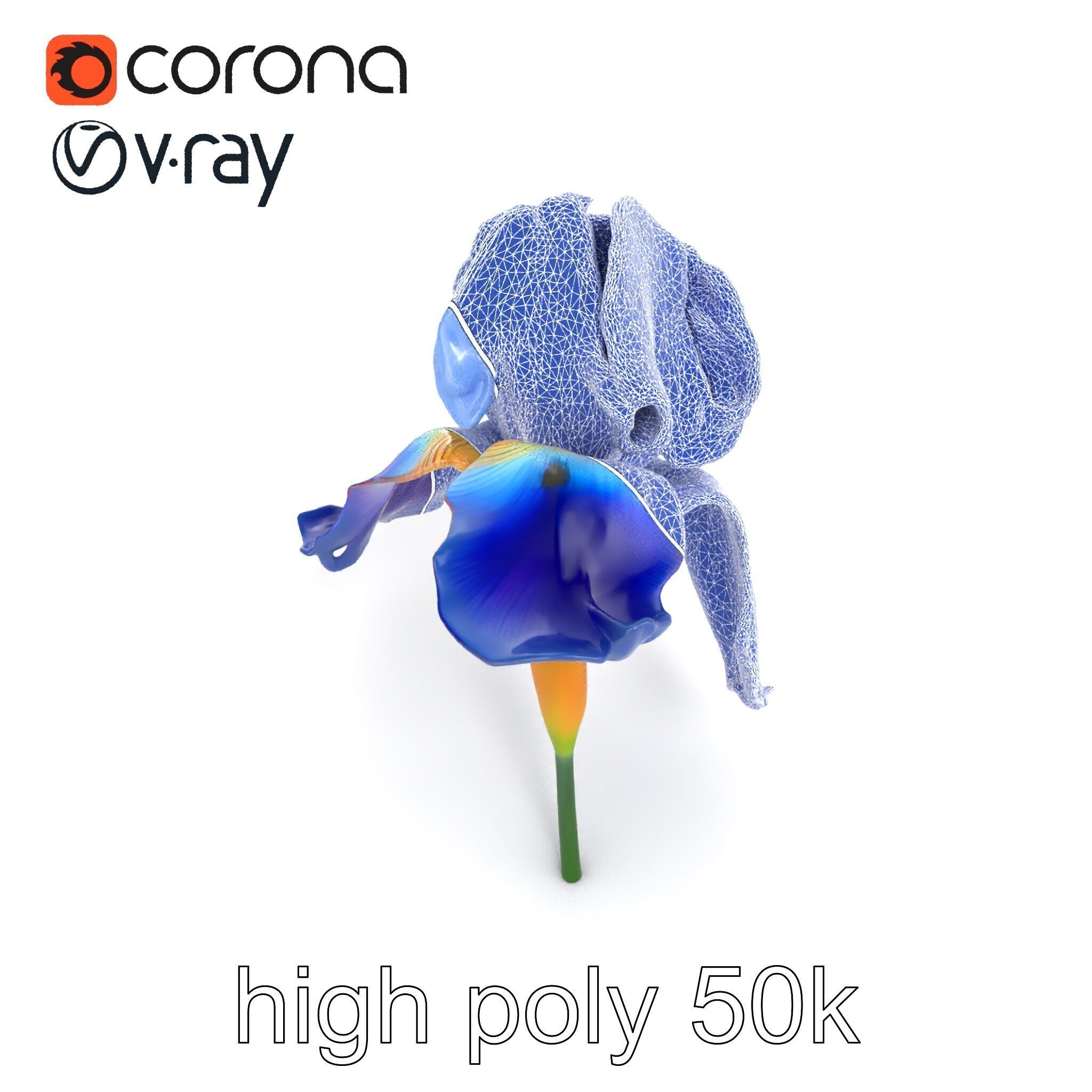 Bicolor Iris Flower Detailed Model Pack Low-poly 3D model_30