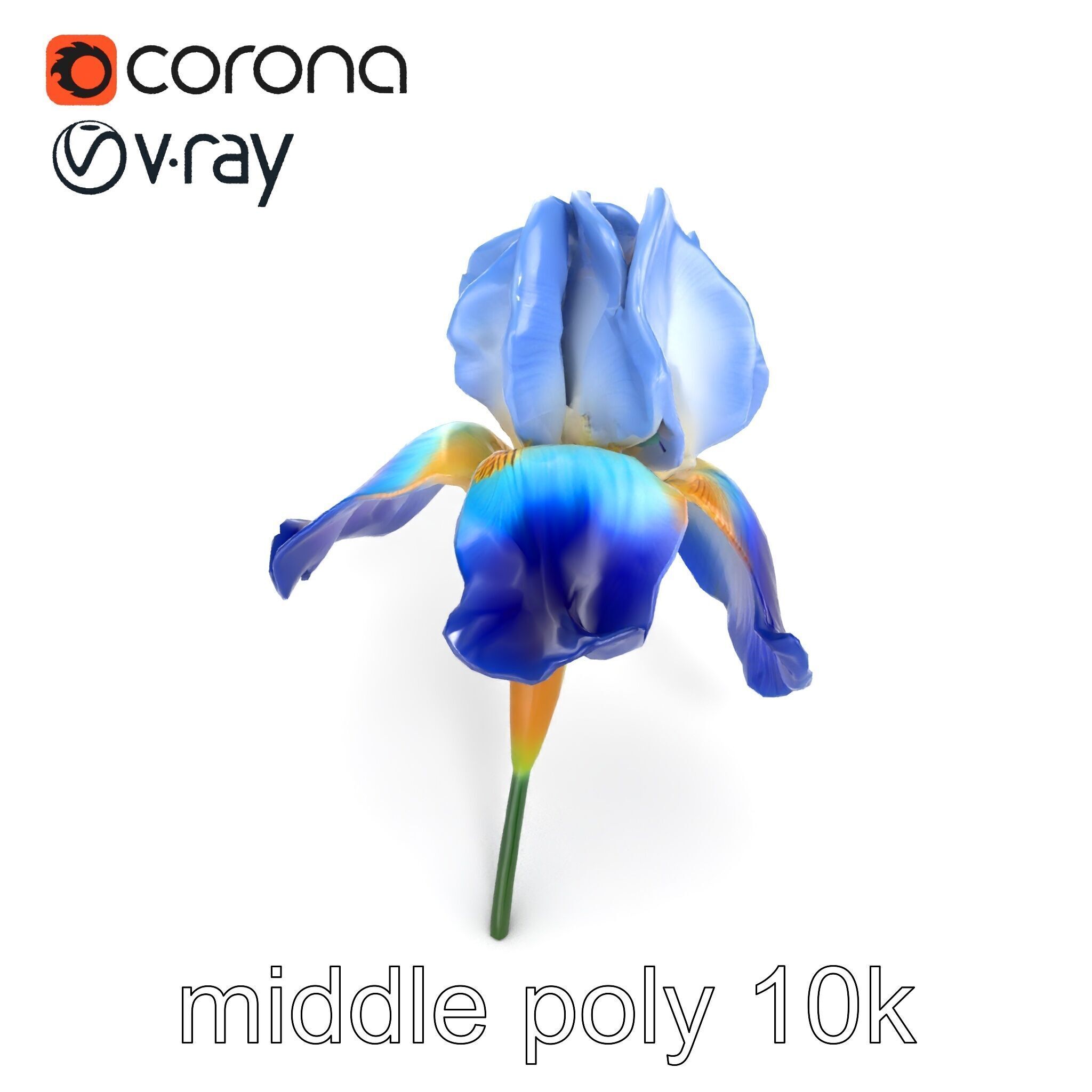 Bicolor Iris Flower Detailed Model Pack Low-poly 3D model_26