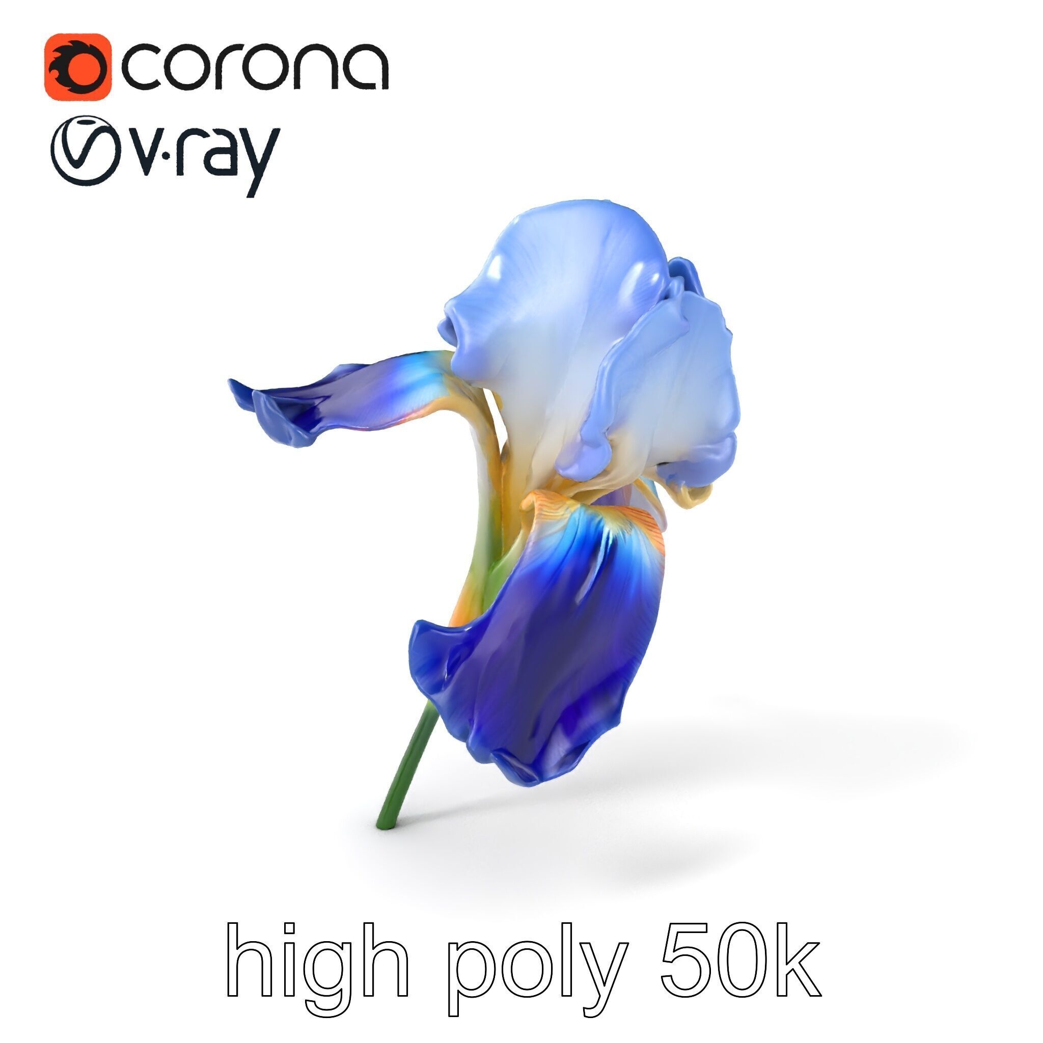 Bicolor Iris Flower Detailed Model Pack Low-poly 3D model_2