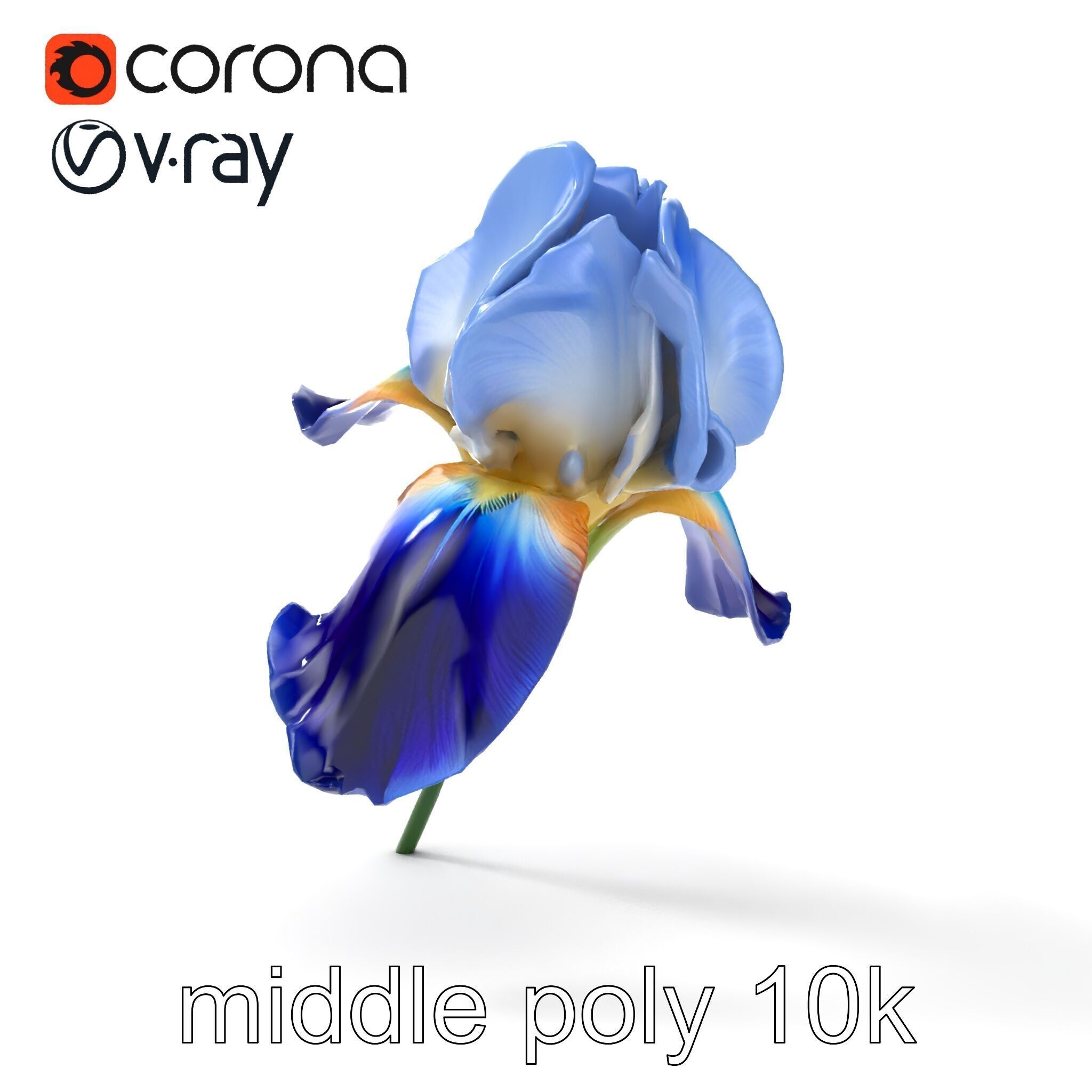Bicolor Iris Flower Detailed Model Pack Low-poly 3D model_19