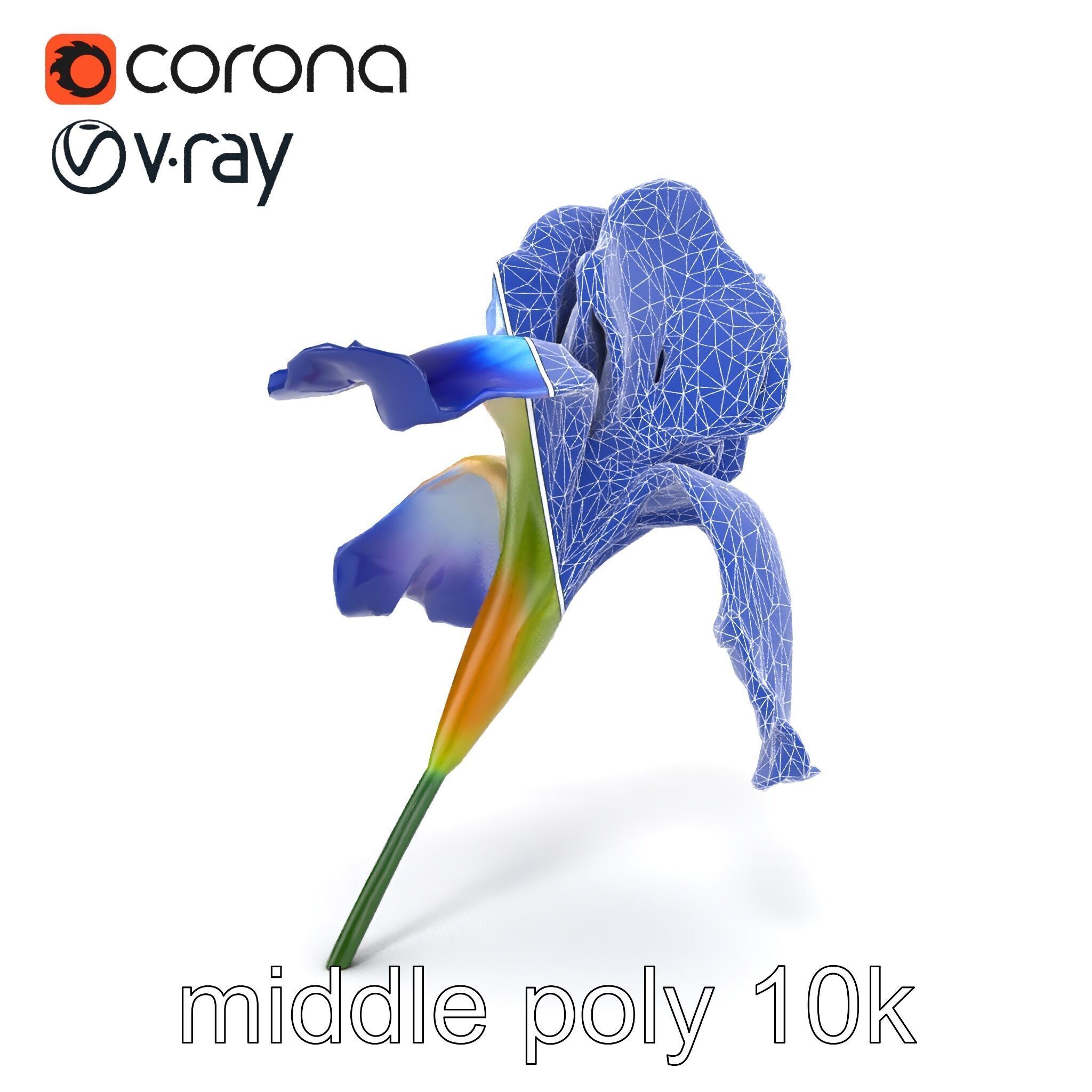 Bicolor Iris Flower Detailed Model Pack Low-poly 3D model_29
