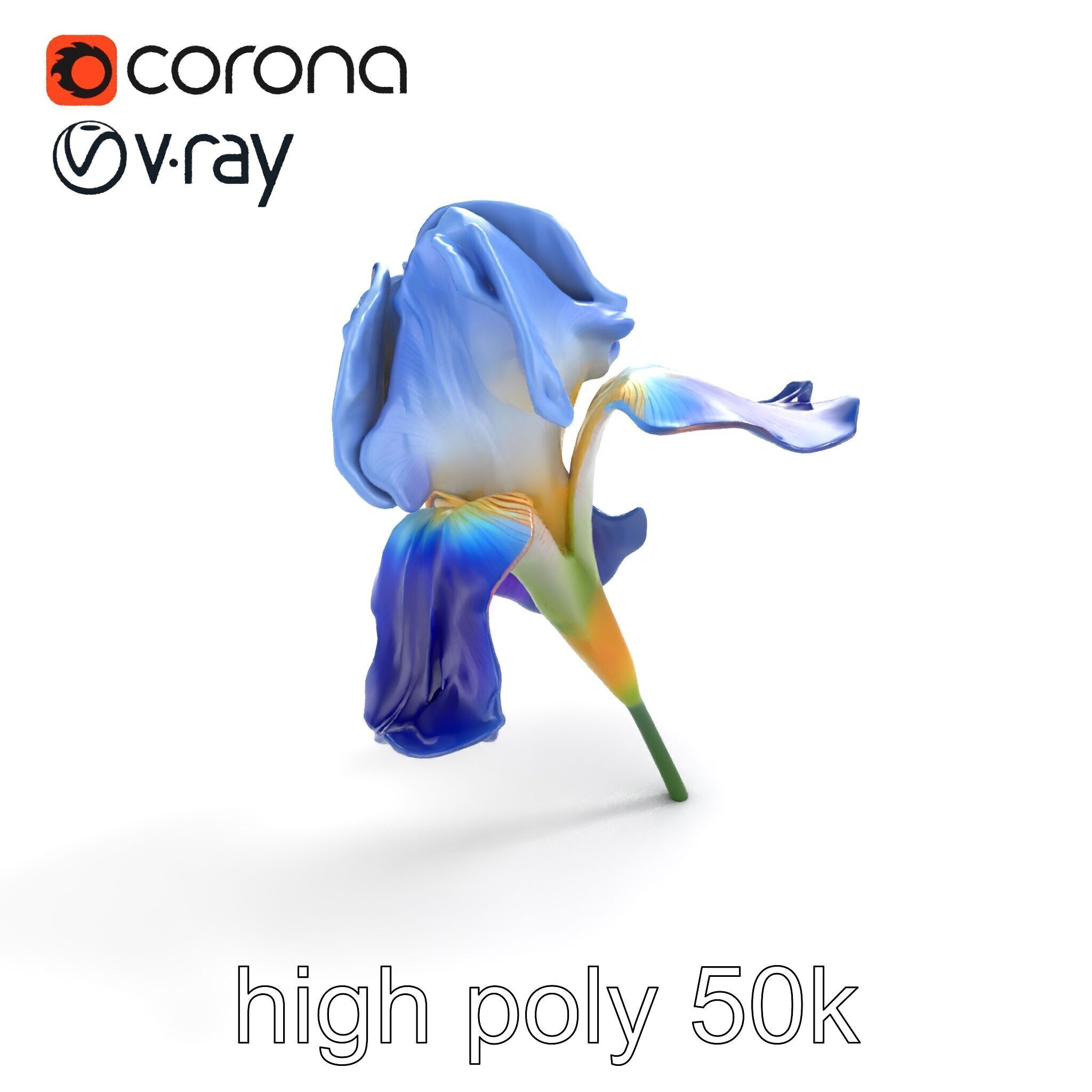 Bicolor Iris Flower Detailed Model Pack Low-poly 3D model_9