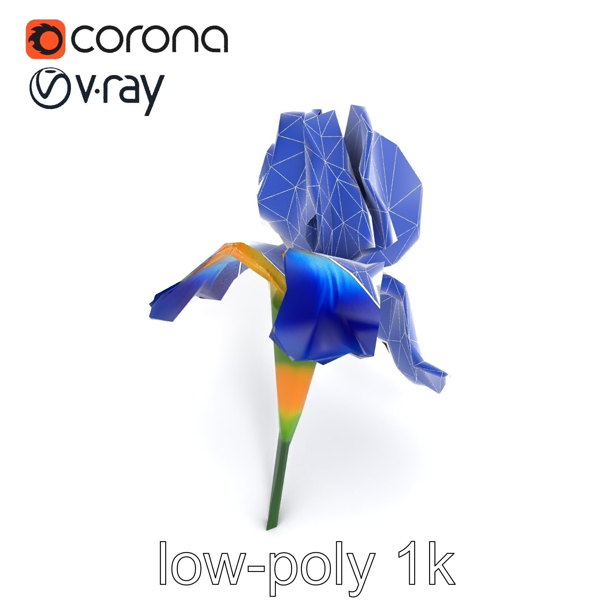 Bicolor Iris Flower Detailed Model Pack Low-poly 3D model_13