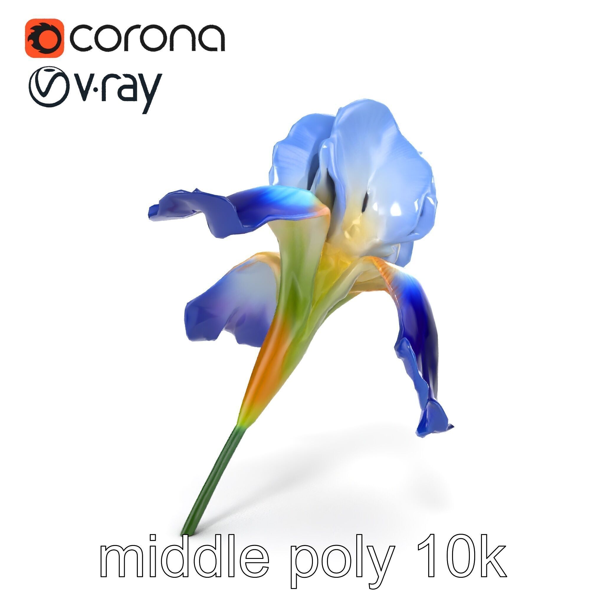 Bicolor Iris Flower Detailed Model Pack Low-poly 3D model_23