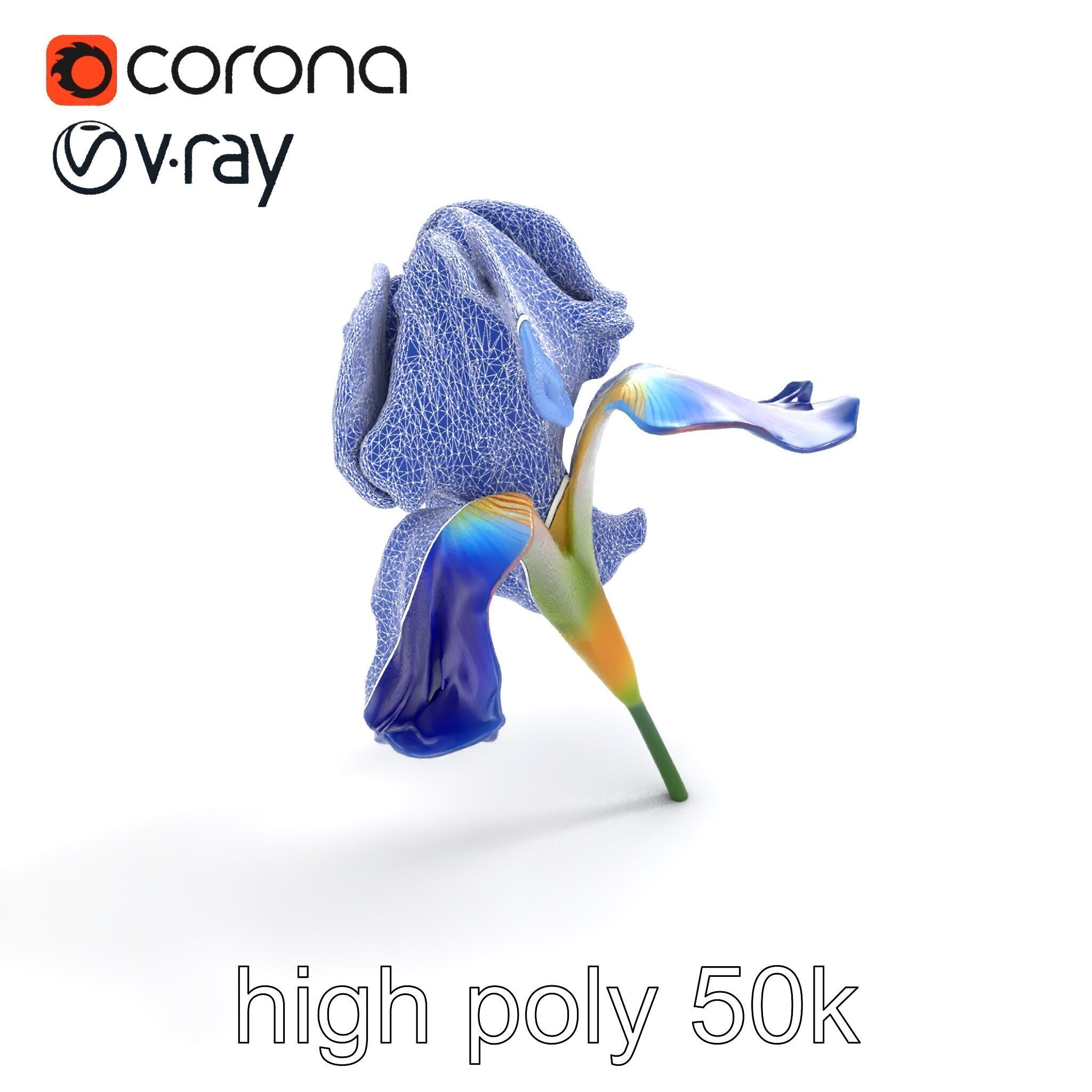 Bicolor Iris Flower Detailed Model Pack Low-poly 3D model_10