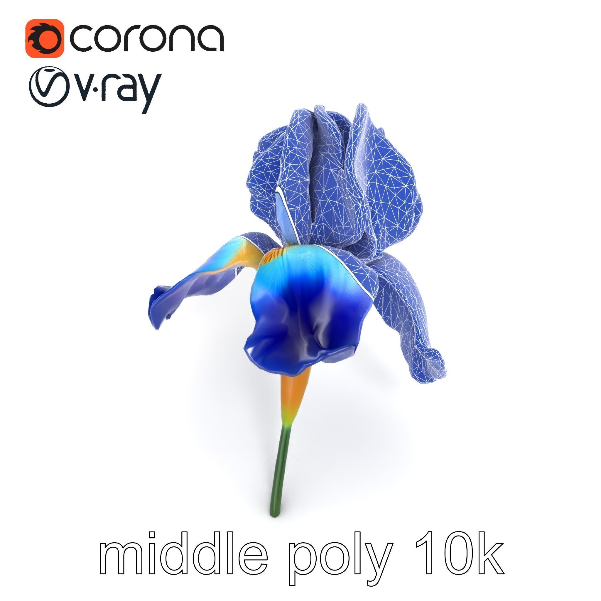 Bicolor Iris Flower Detailed Model Pack Low-poly 3D model_25