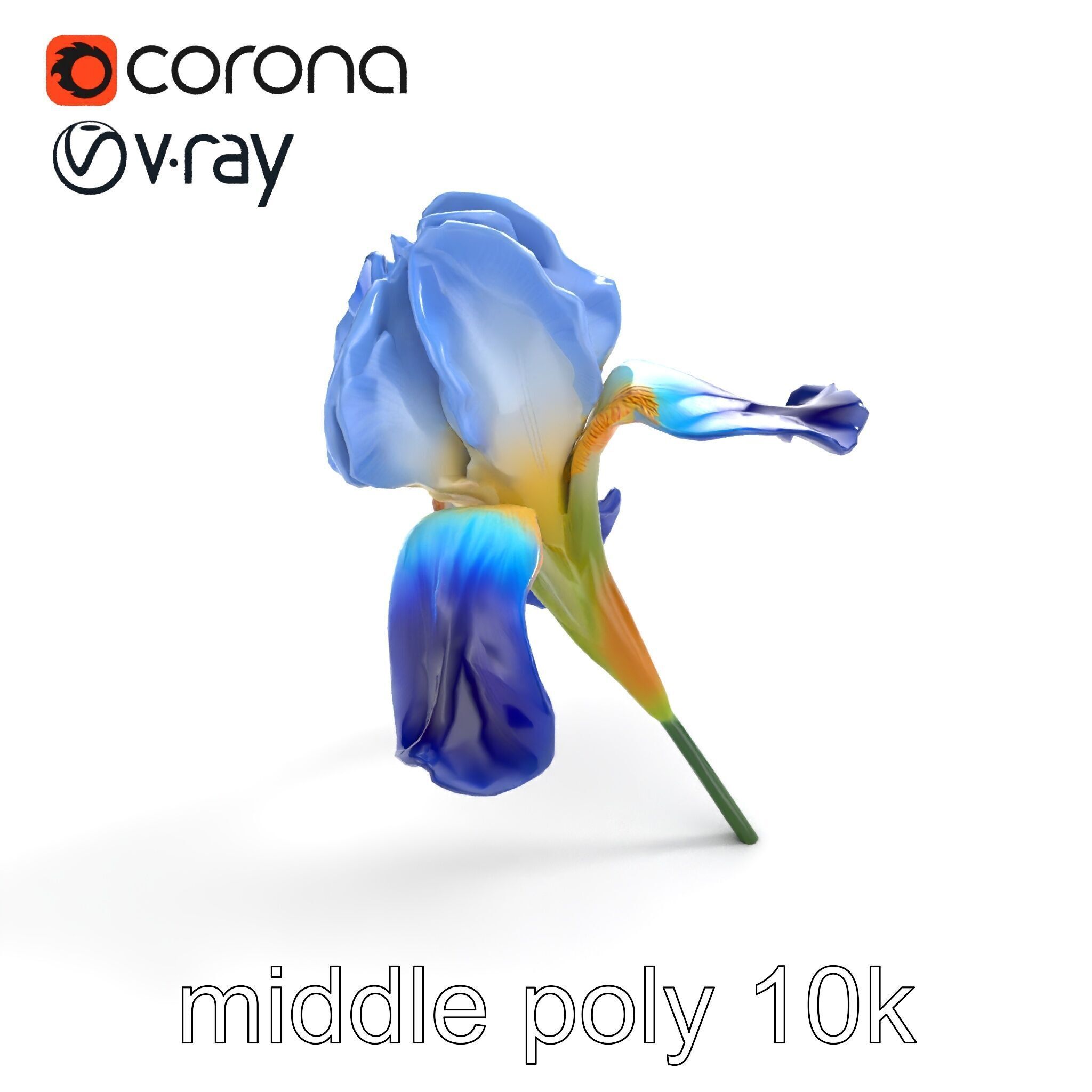 Bicolor Iris Flower Detailed Model Pack Low-poly 3D model_7