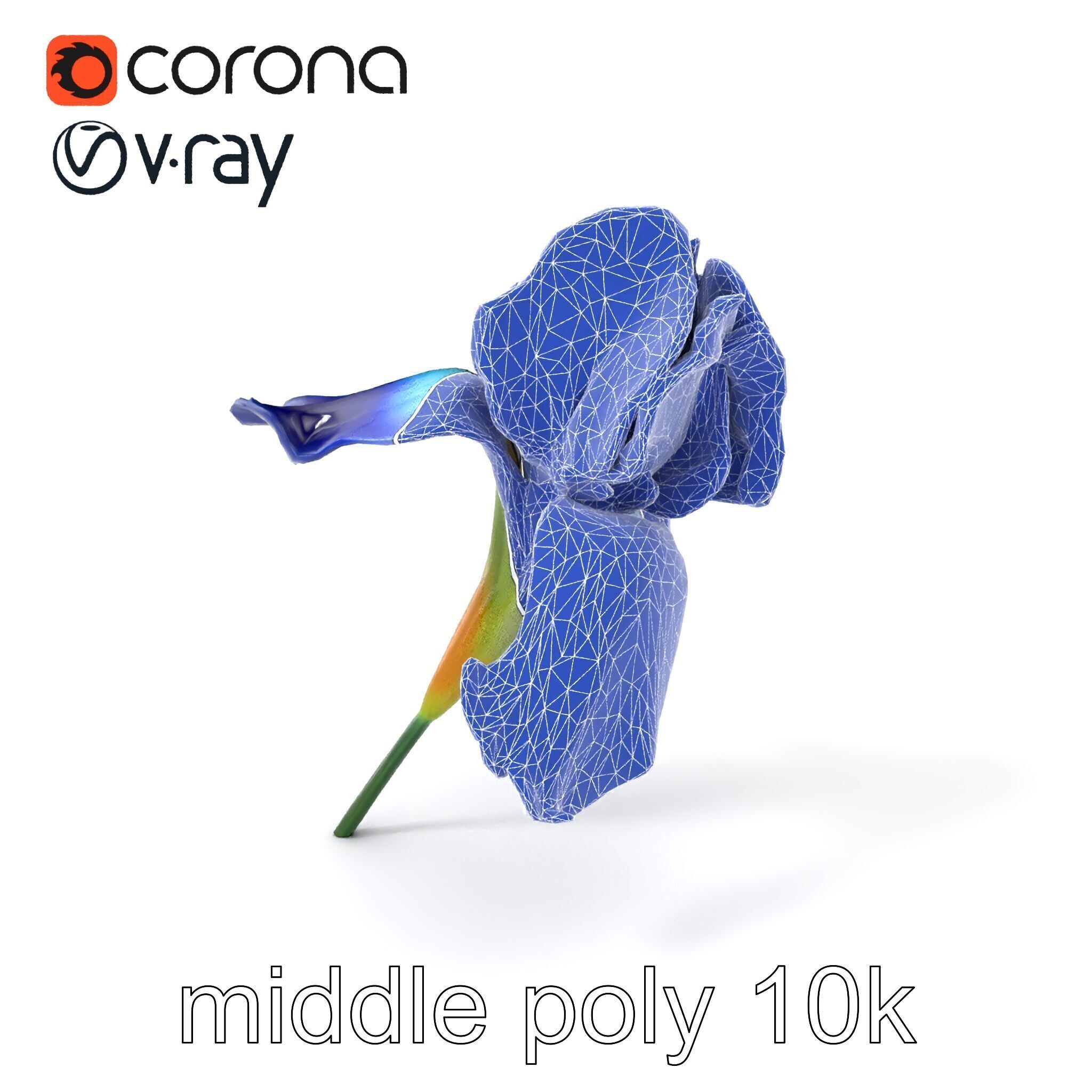 Bicolor Iris Flower Detailed Model Pack Low-poly 3D model_5