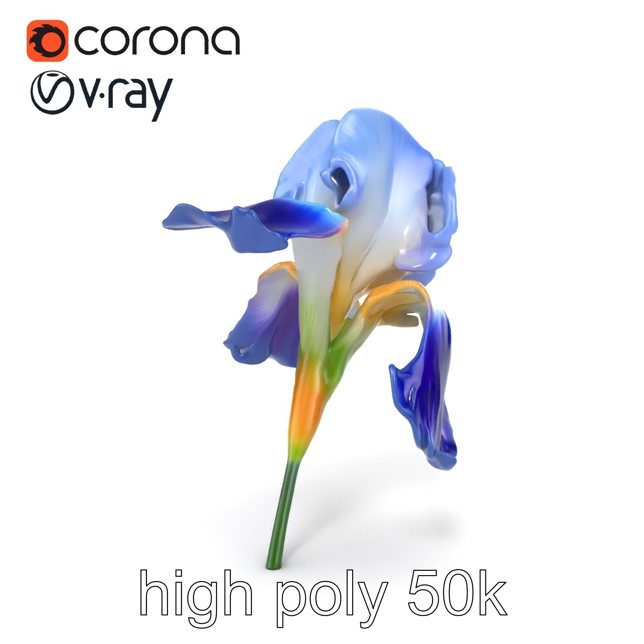 Bicolor Iris Flower Detailed Model Pack Low-poly 3D model_16