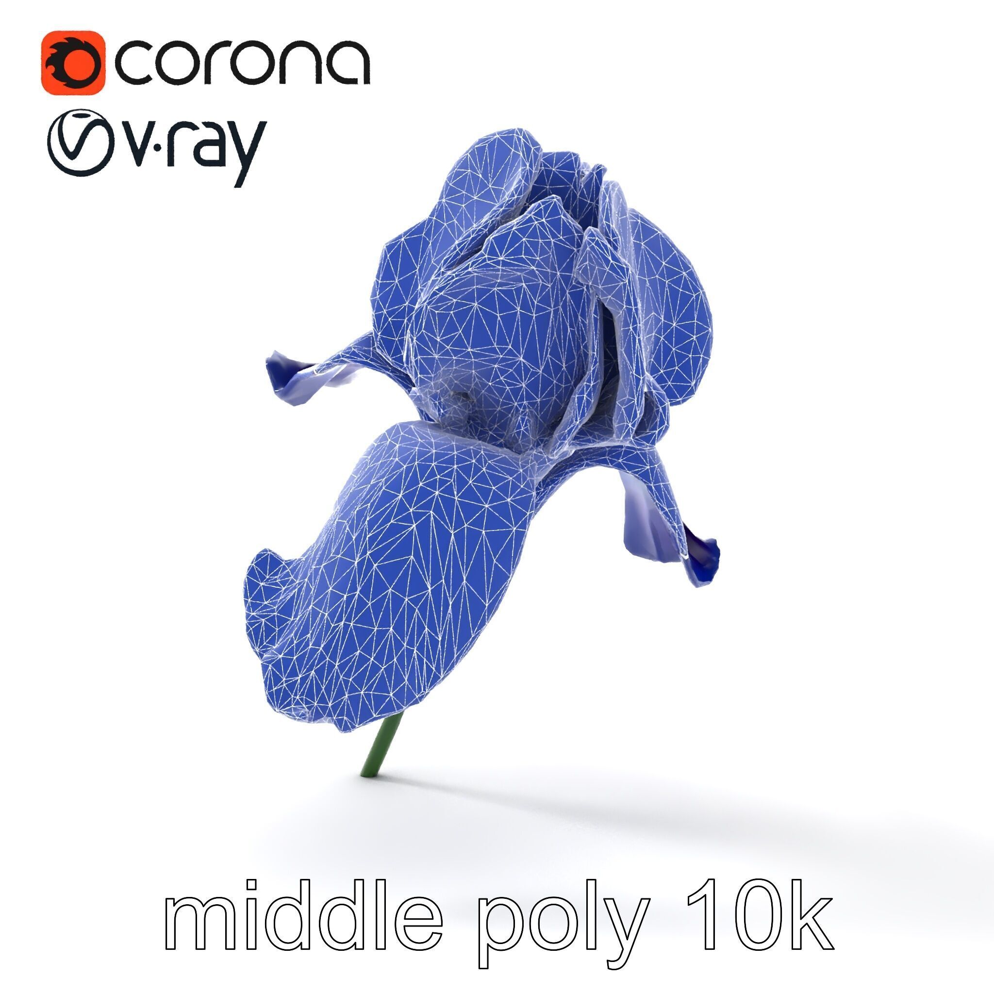 Bicolor Iris Flower Detailed Model Pack Low-poly 3D model_24