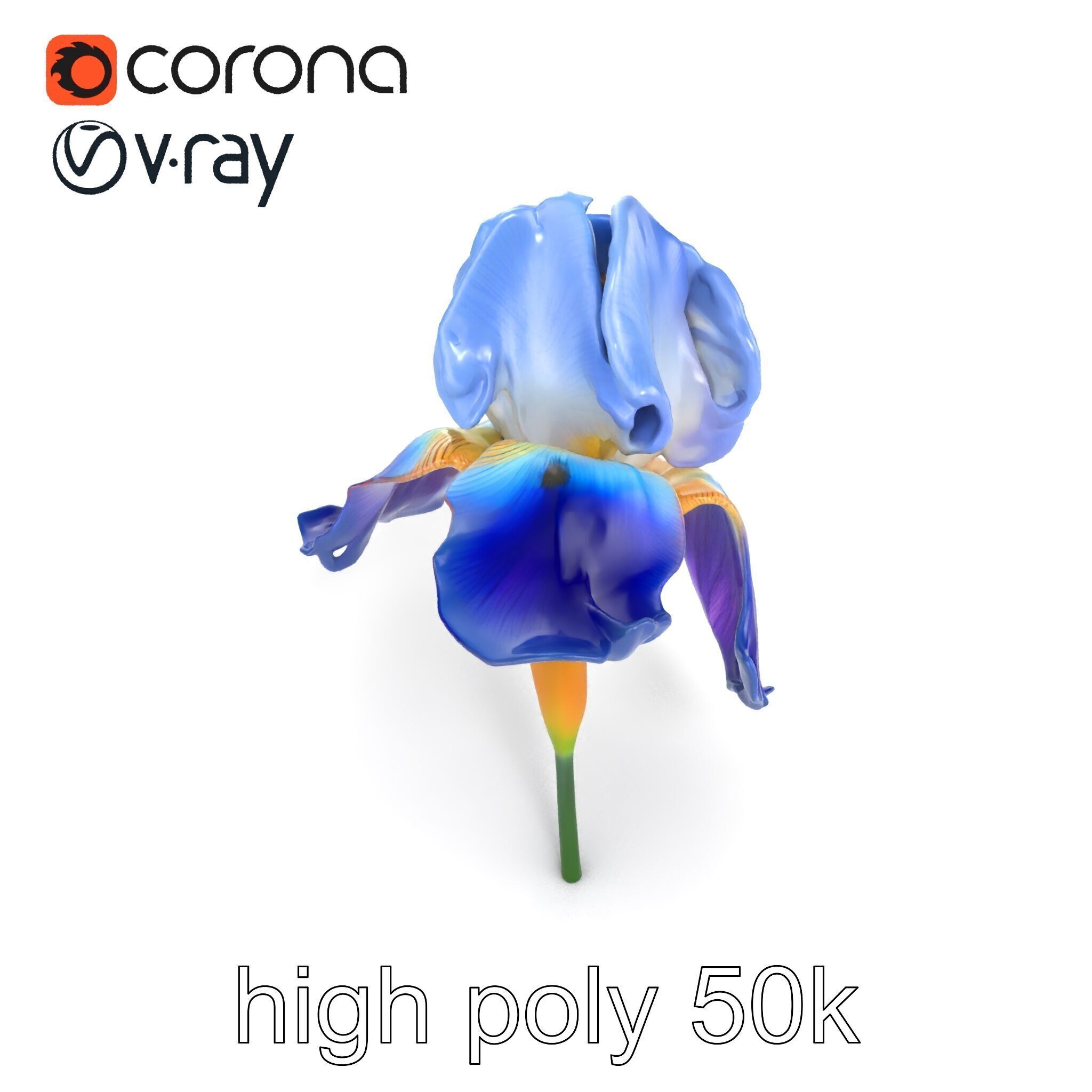 Bicolor Iris Flower Detailed Model Pack Low-poly 3D model_14