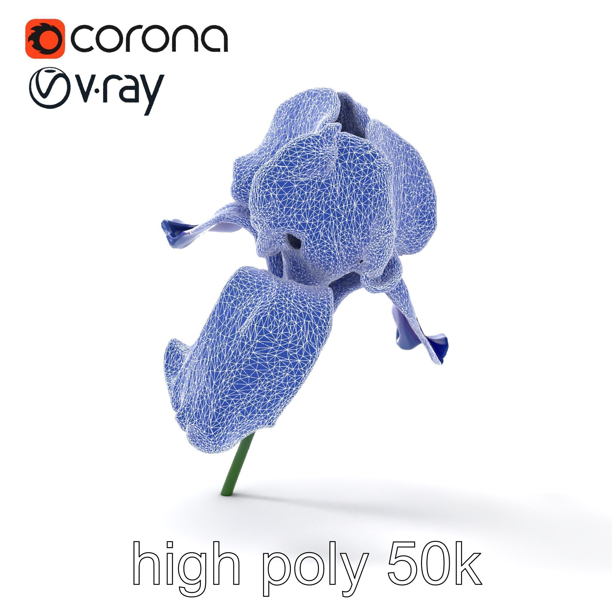 Bicolor Iris Flower Detailed Model Pack Low-poly 3D model_18