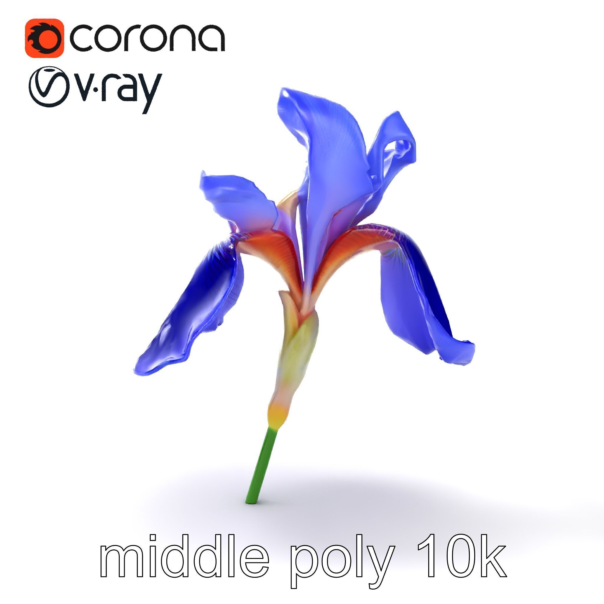 Elegant Blue Iris Flower 3D Model Pack Low-poly 3D model_15