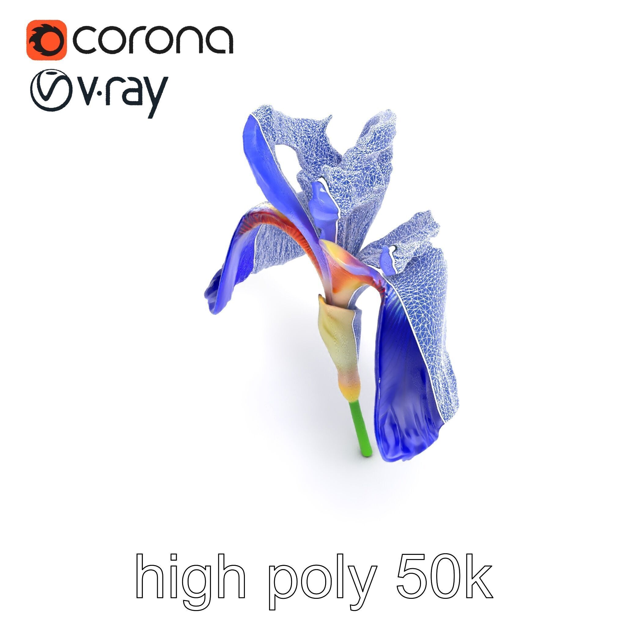 Elegant Blue Iris Flower 3D Model Pack Low-poly 3D model_21