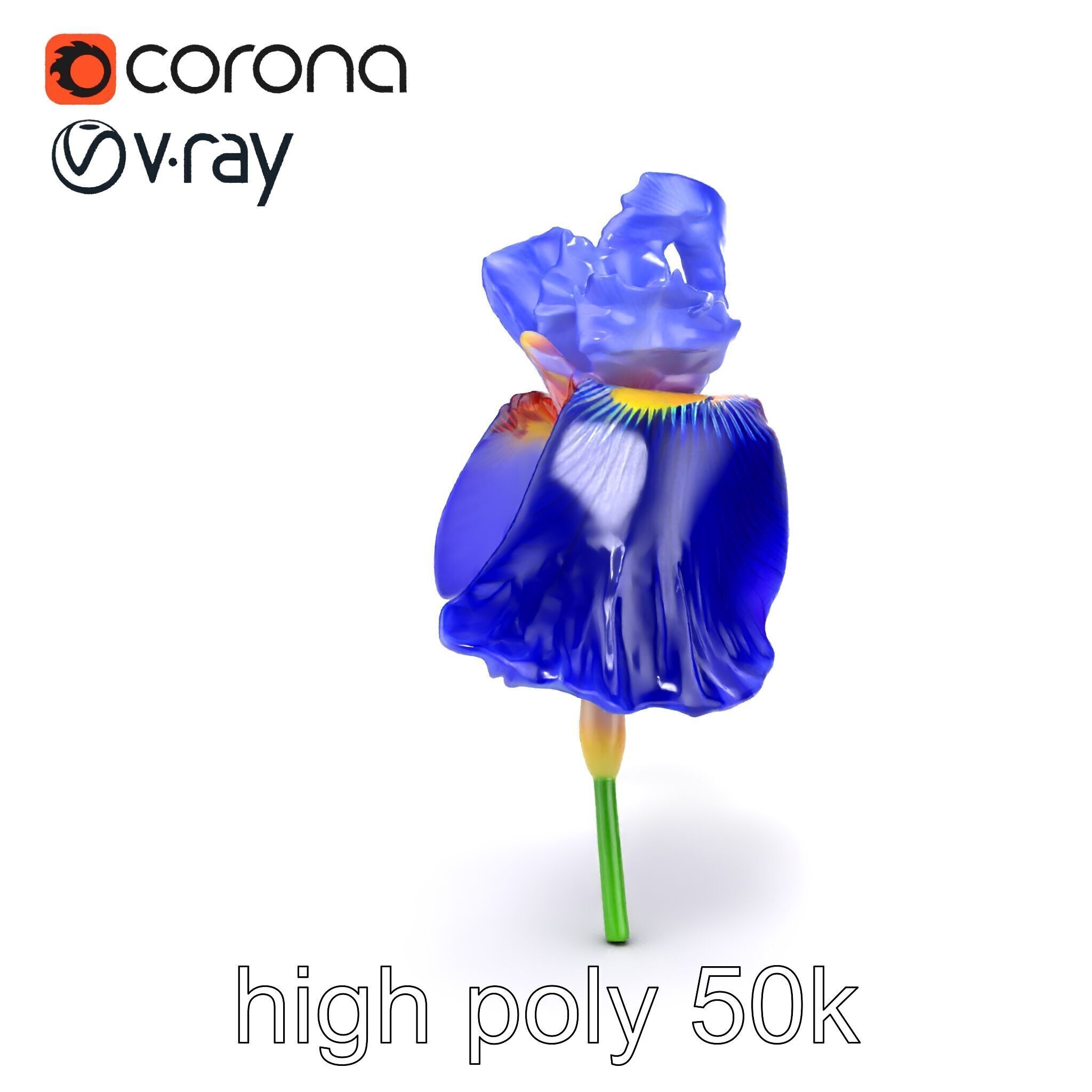 Elegant Blue Iris Flower 3D Model Pack Low-poly 3D model_30