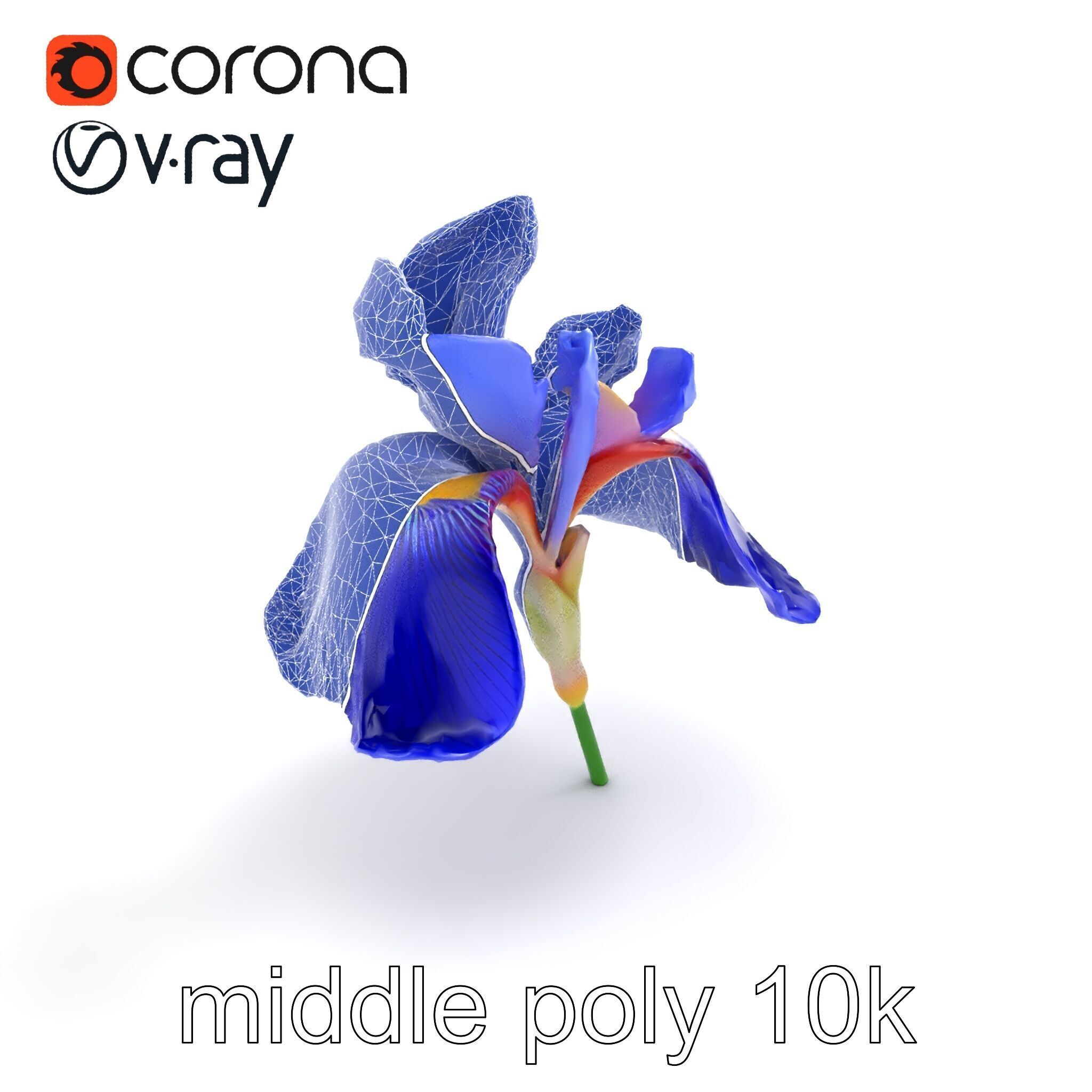 Elegant Blue Iris Flower 3D Model Pack Low-poly 3D model_11