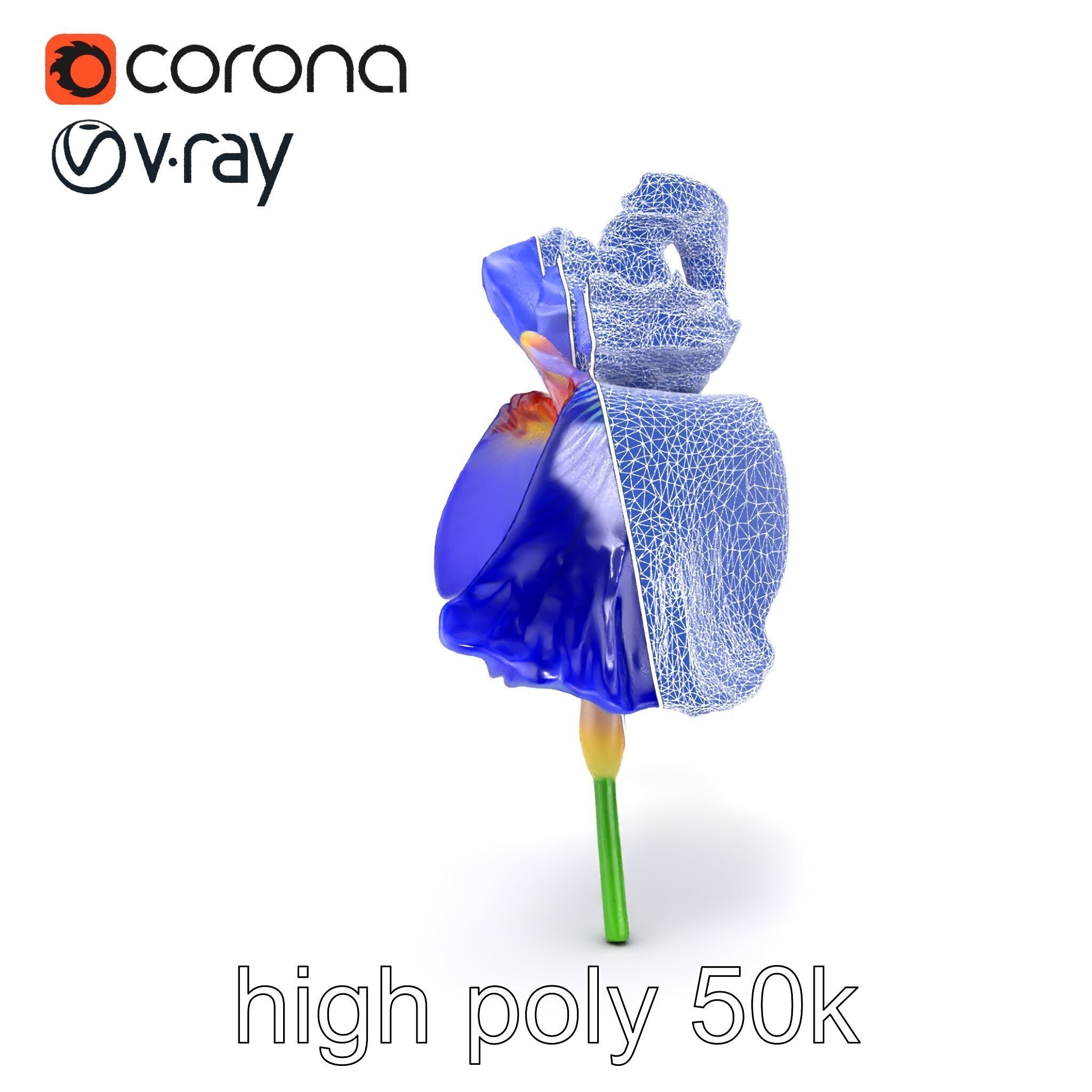 Elegant Blue Iris Flower 3D Model Pack Low-poly 3D model_22