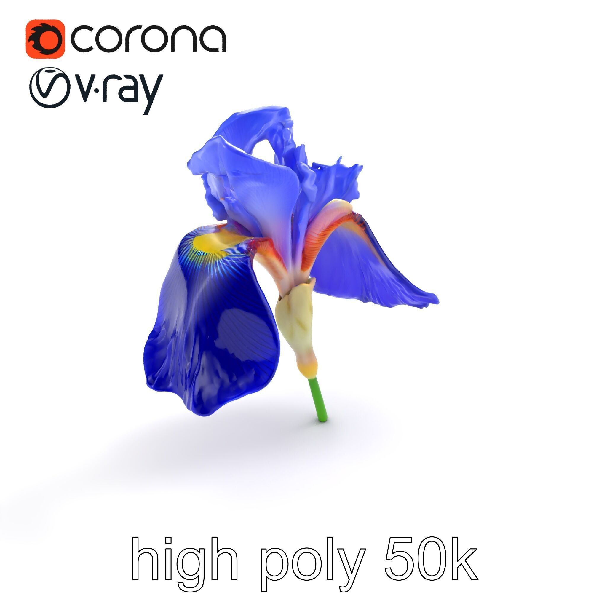 Elegant Blue Iris Flower 3D Model Pack Low-poly 3D model_16