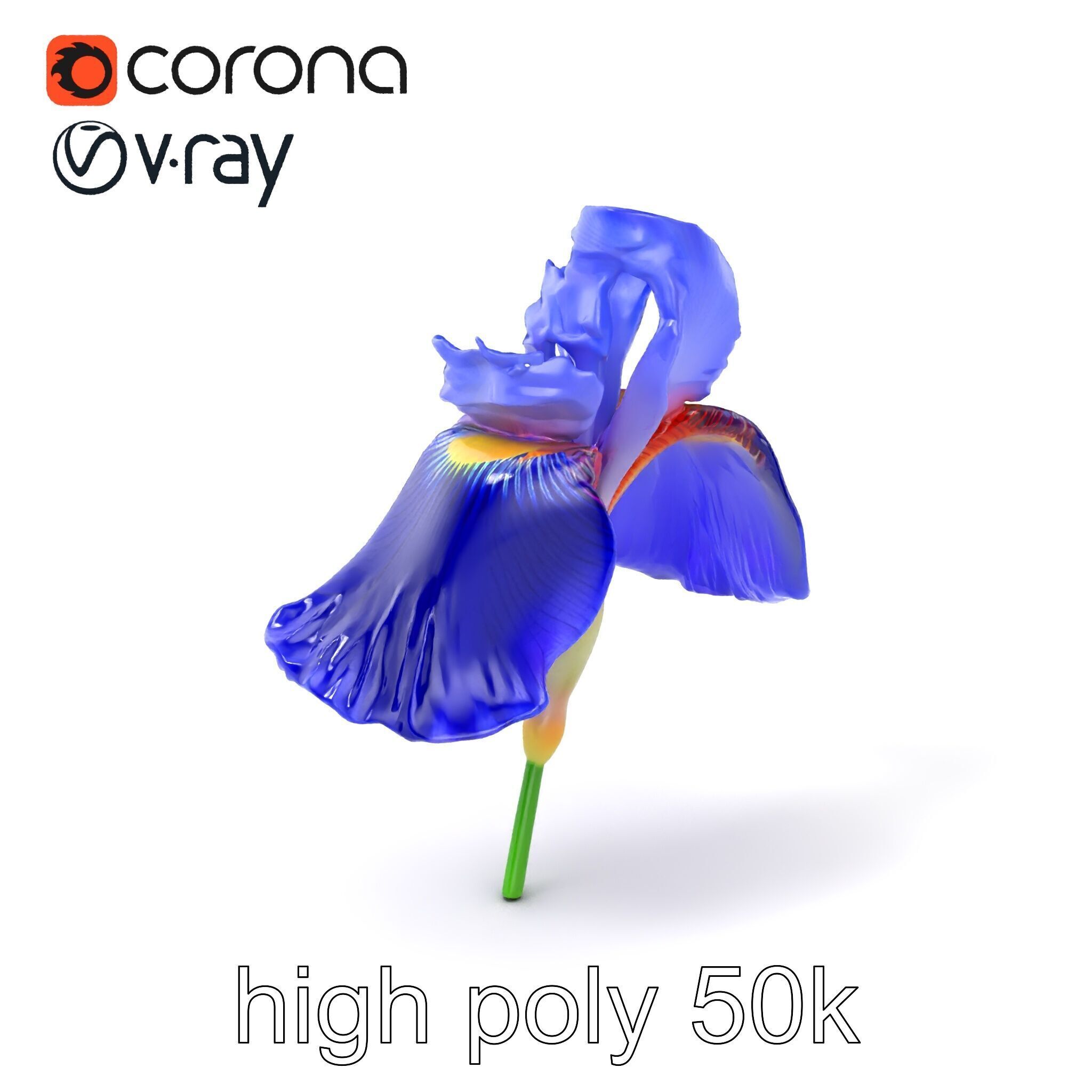 Elegant Blue Iris Flower 3D Model Pack Low-poly 3D model_2