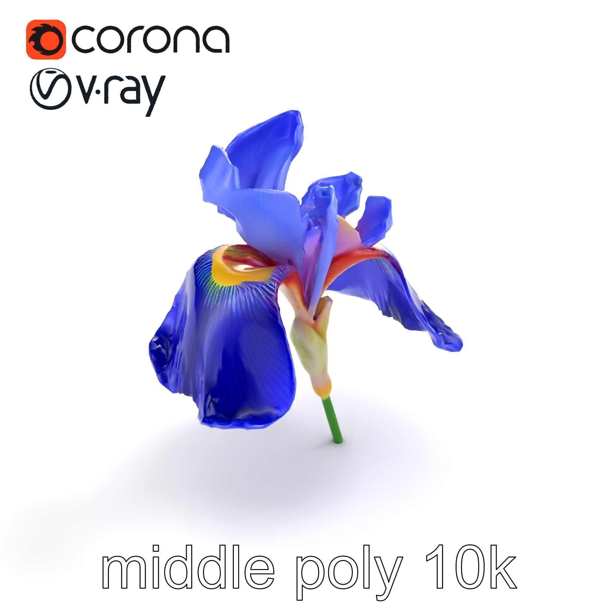 Elegant Blue Iris Flower 3D Model Pack Low-poly 3D model_8