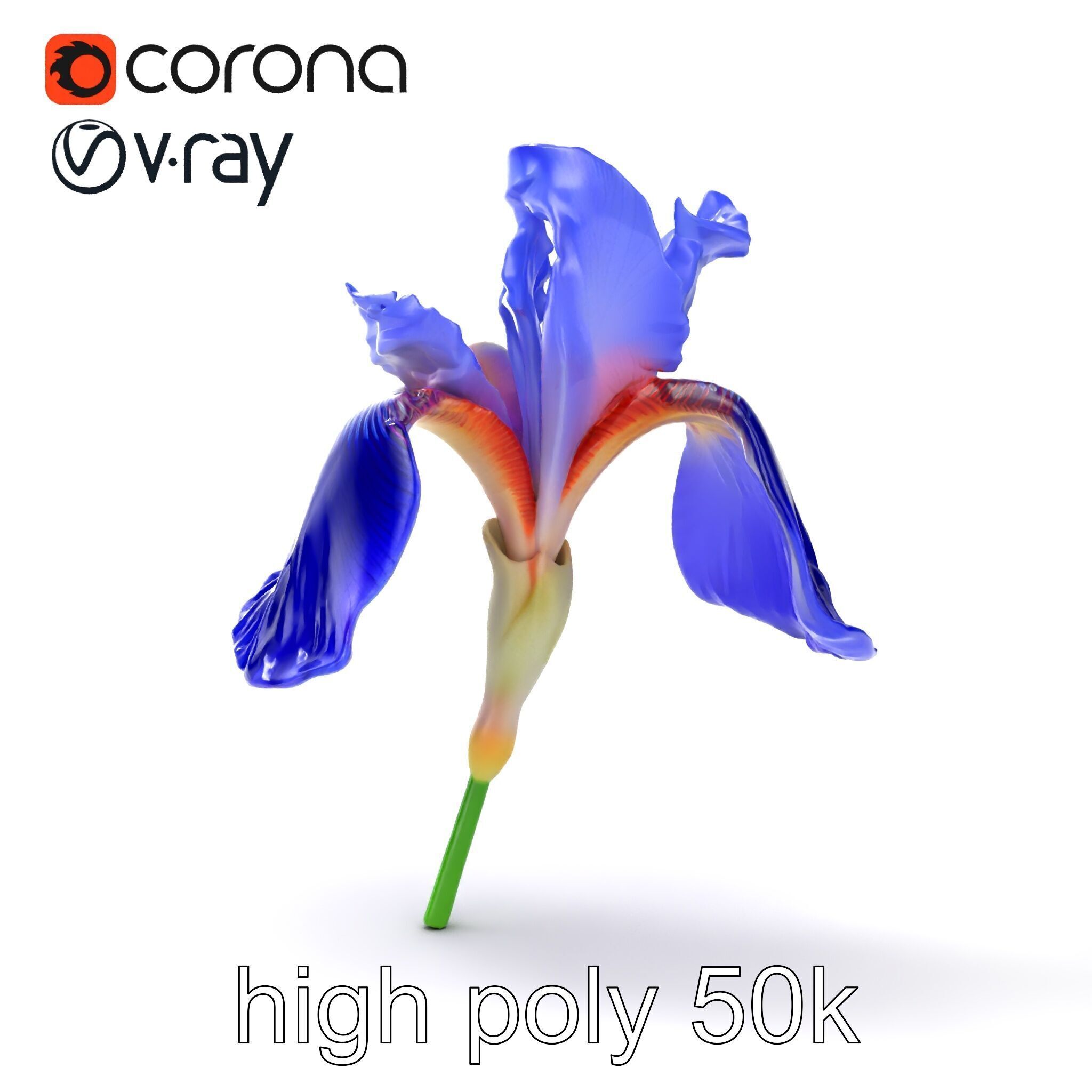 Elegant Blue Iris Flower 3D Model Pack Low-poly 3D model_20