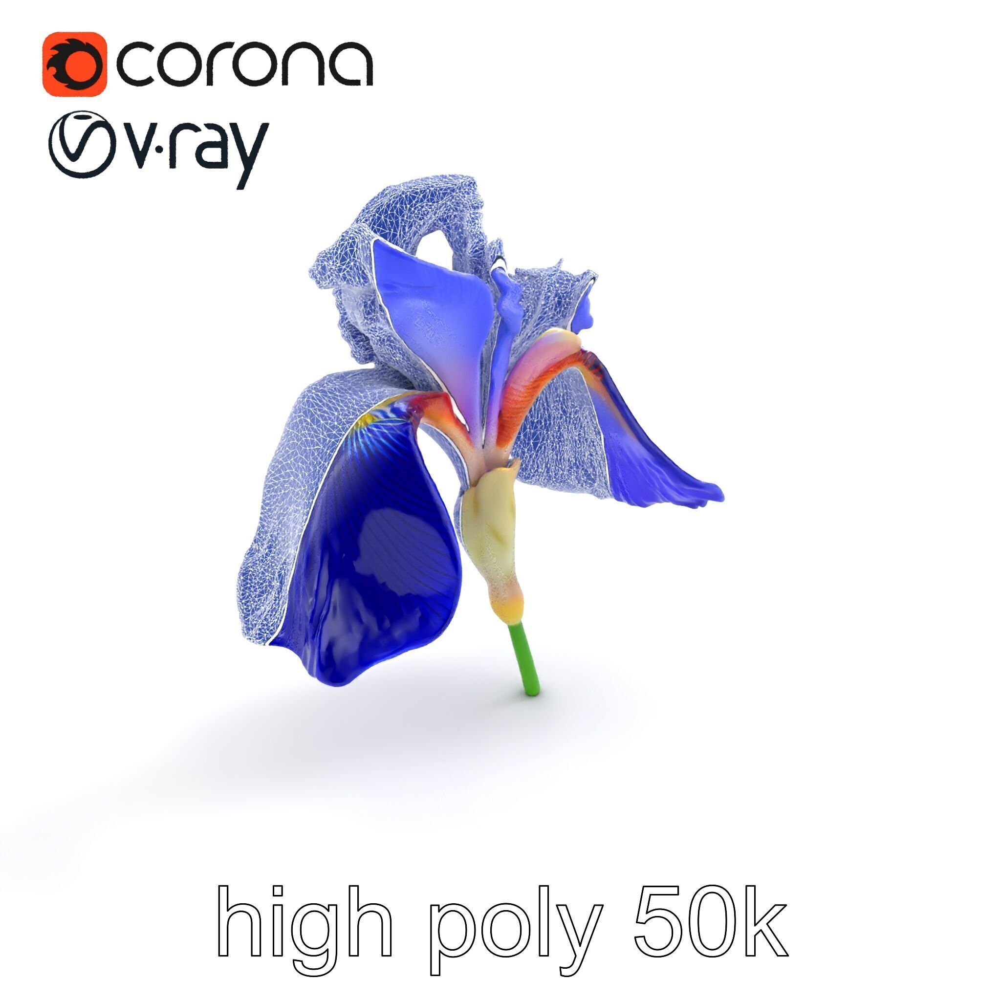 Elegant Blue Iris Flower 3D Model Pack Low-poly 3D model_17