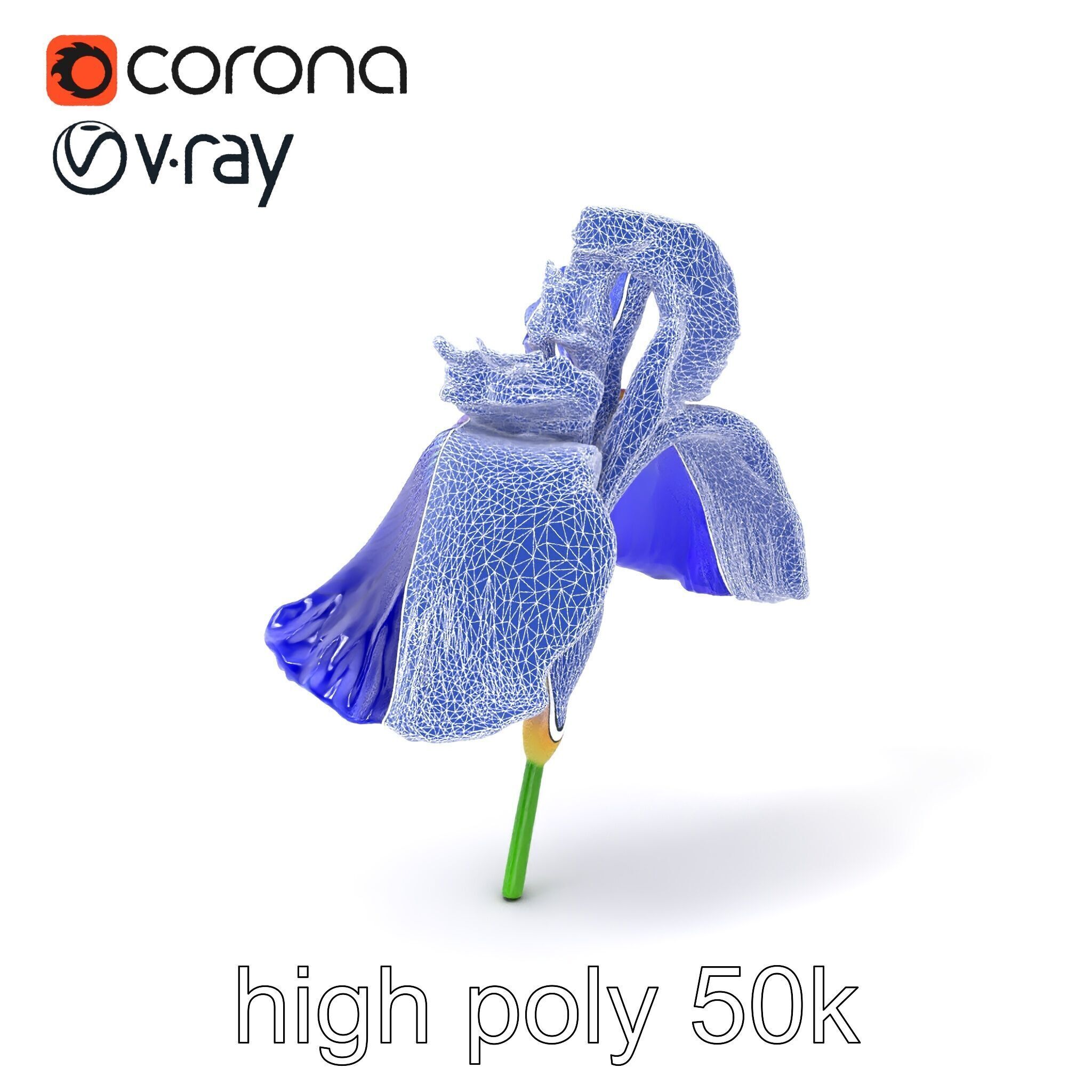 Elegant Blue Iris Flower 3D Model Pack Low-poly 3D model_10