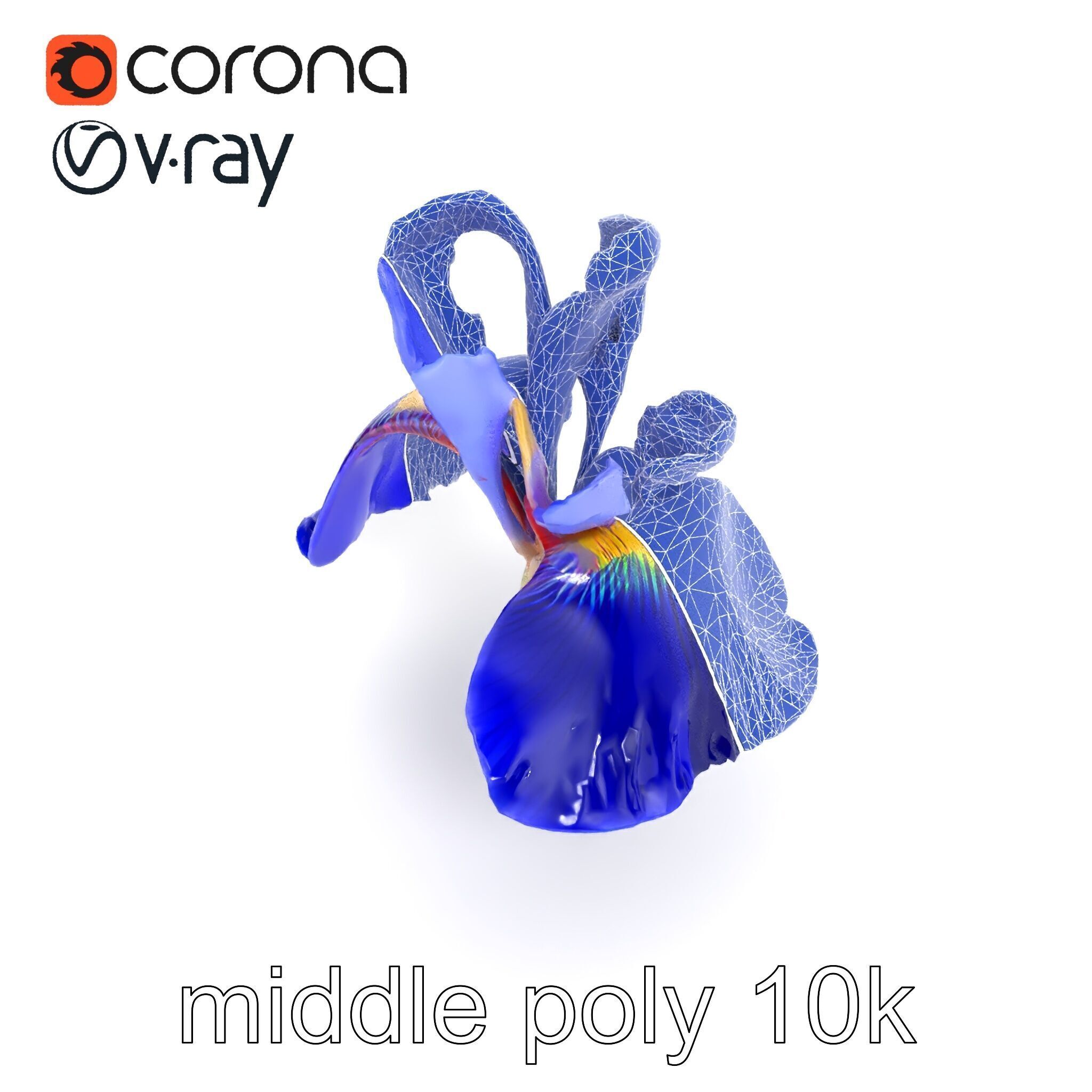 Elegant Blue Iris Flower 3D Model Pack Low-poly 3D model_27