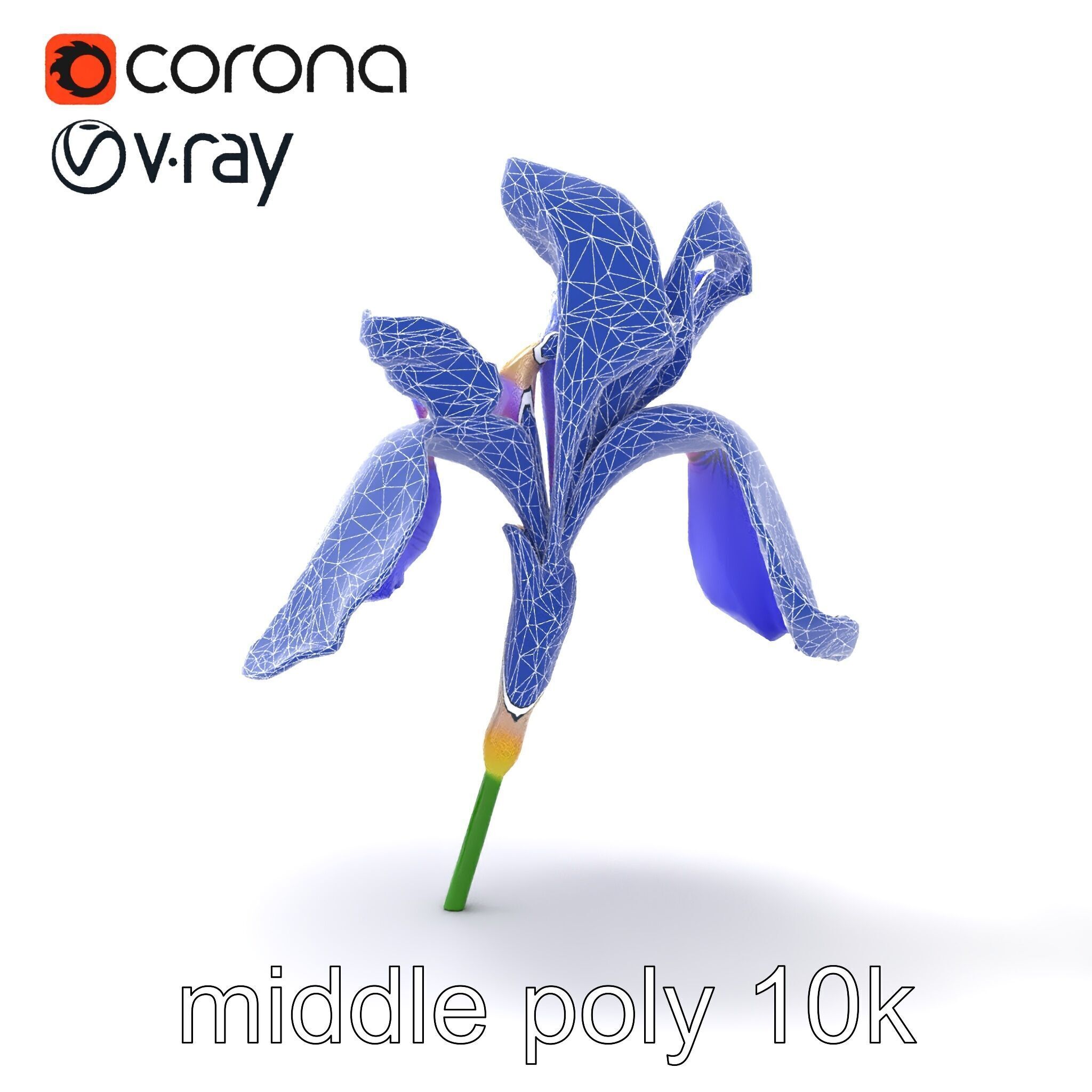 Elegant Blue Iris Flower 3D Model Pack Low-poly 3D model_13