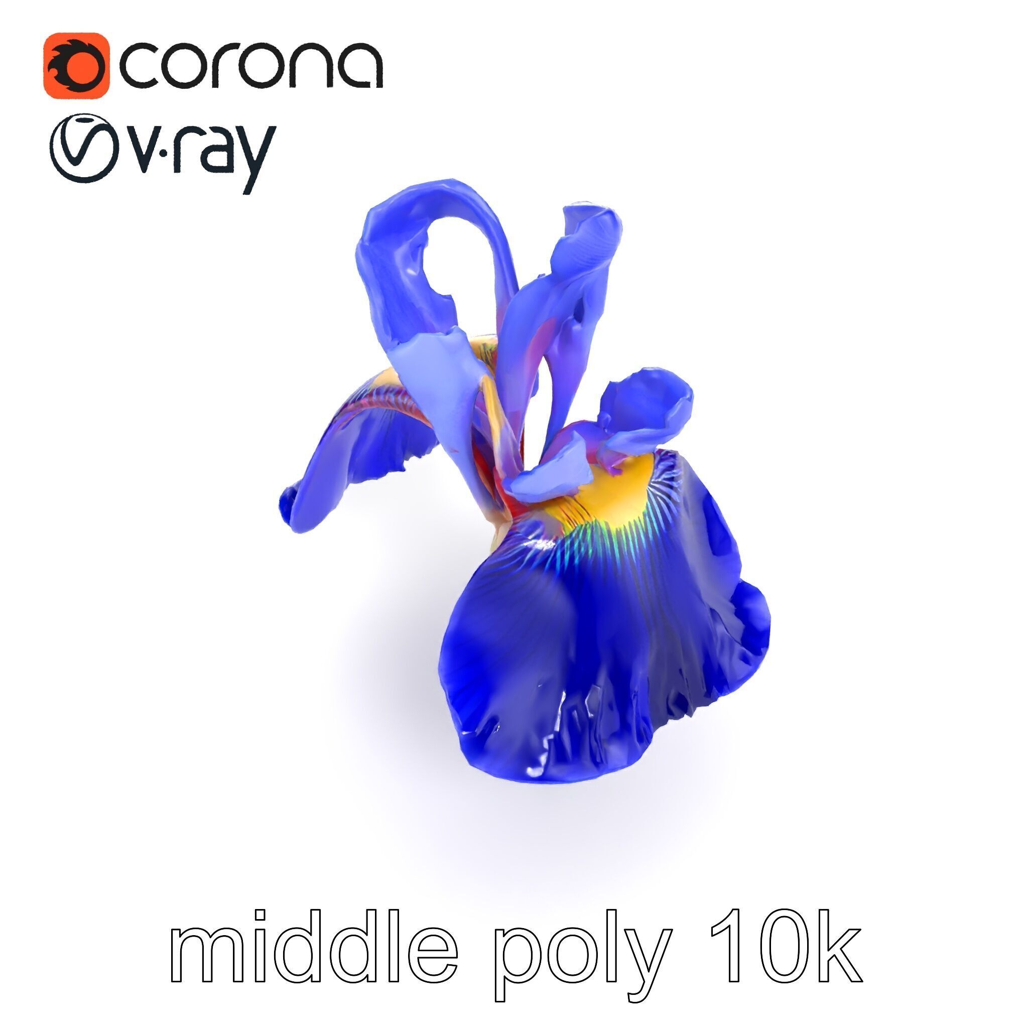 Elegant Blue Iris Flower 3D Model Pack Low-poly 3D model_18