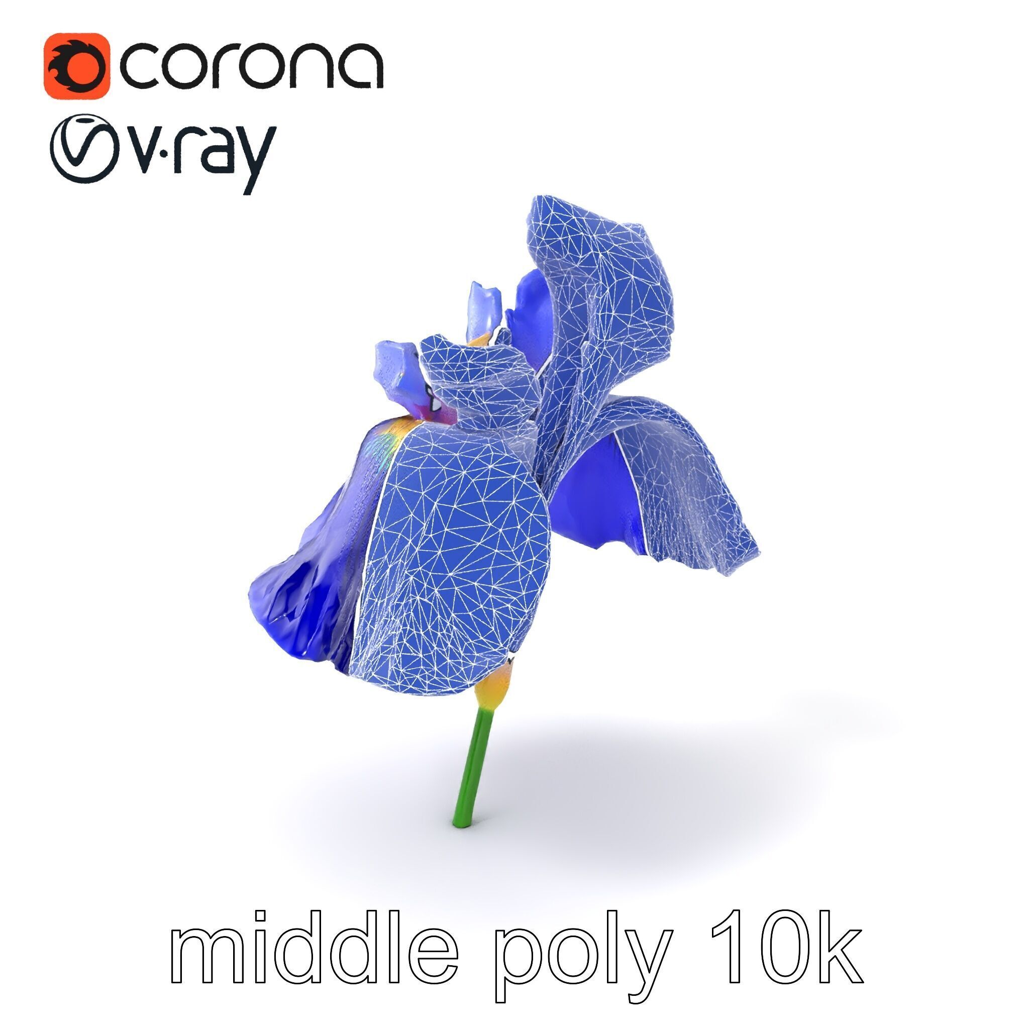 Elegant Blue Iris Flower 3D Model Pack Low-poly 3D model_6