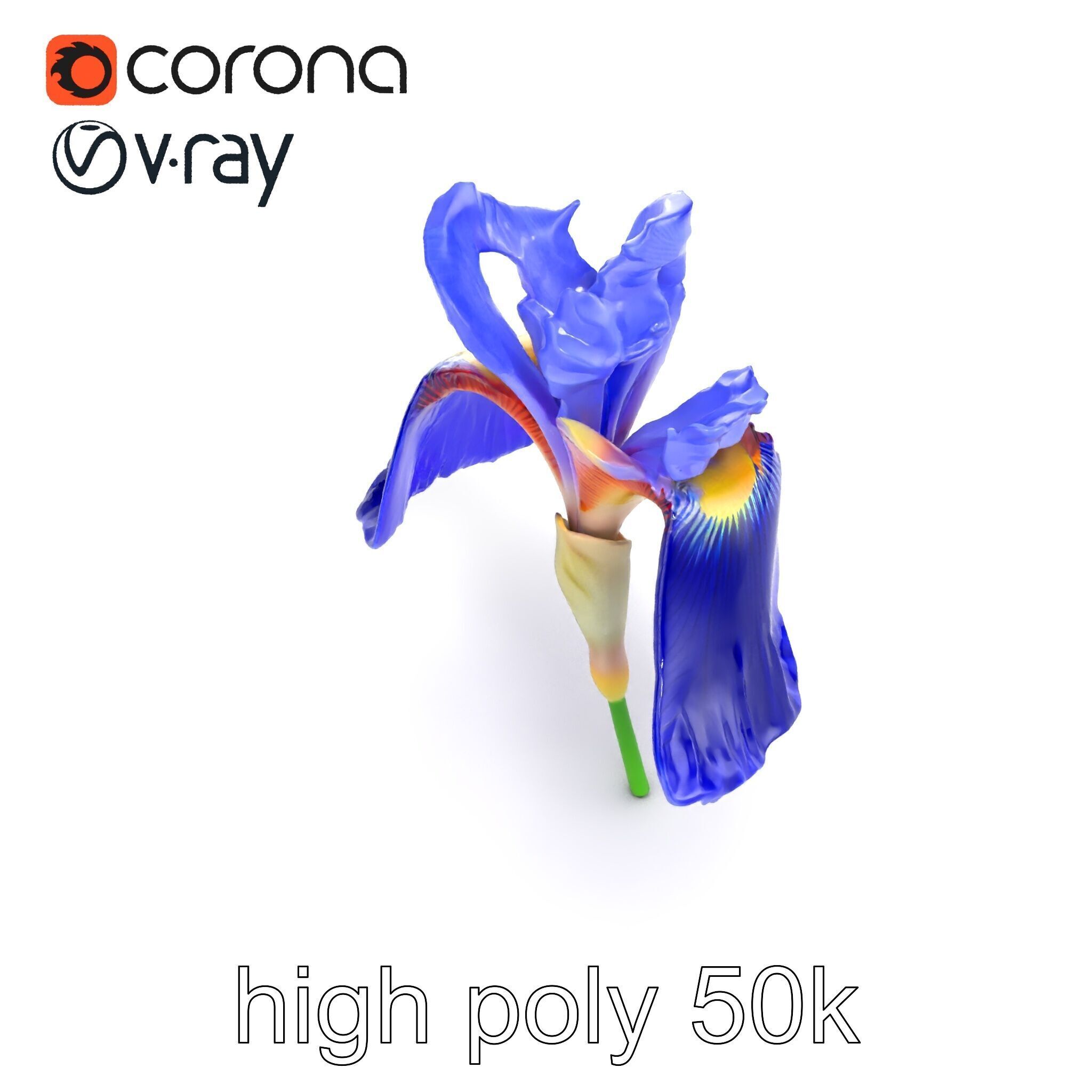 Elegant Blue Iris Flower 3D Model Pack Low-poly 3D model_14