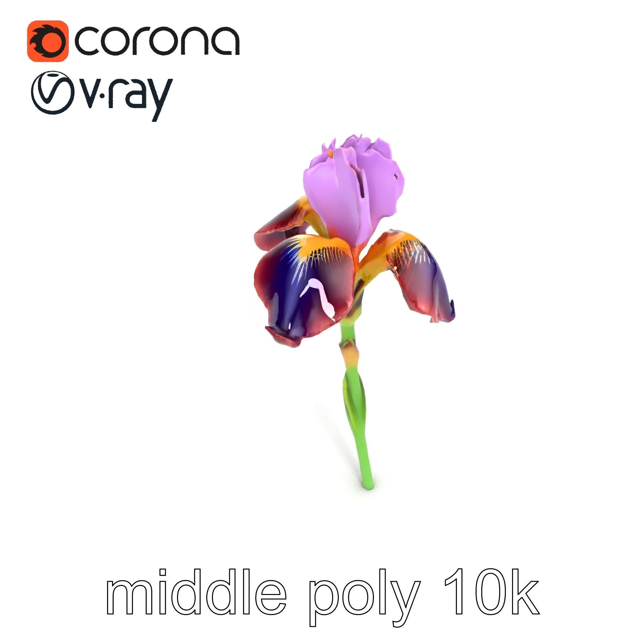 Dwarf Iris Bloom Miniature Elegance model pack Low-poly 3D model_14