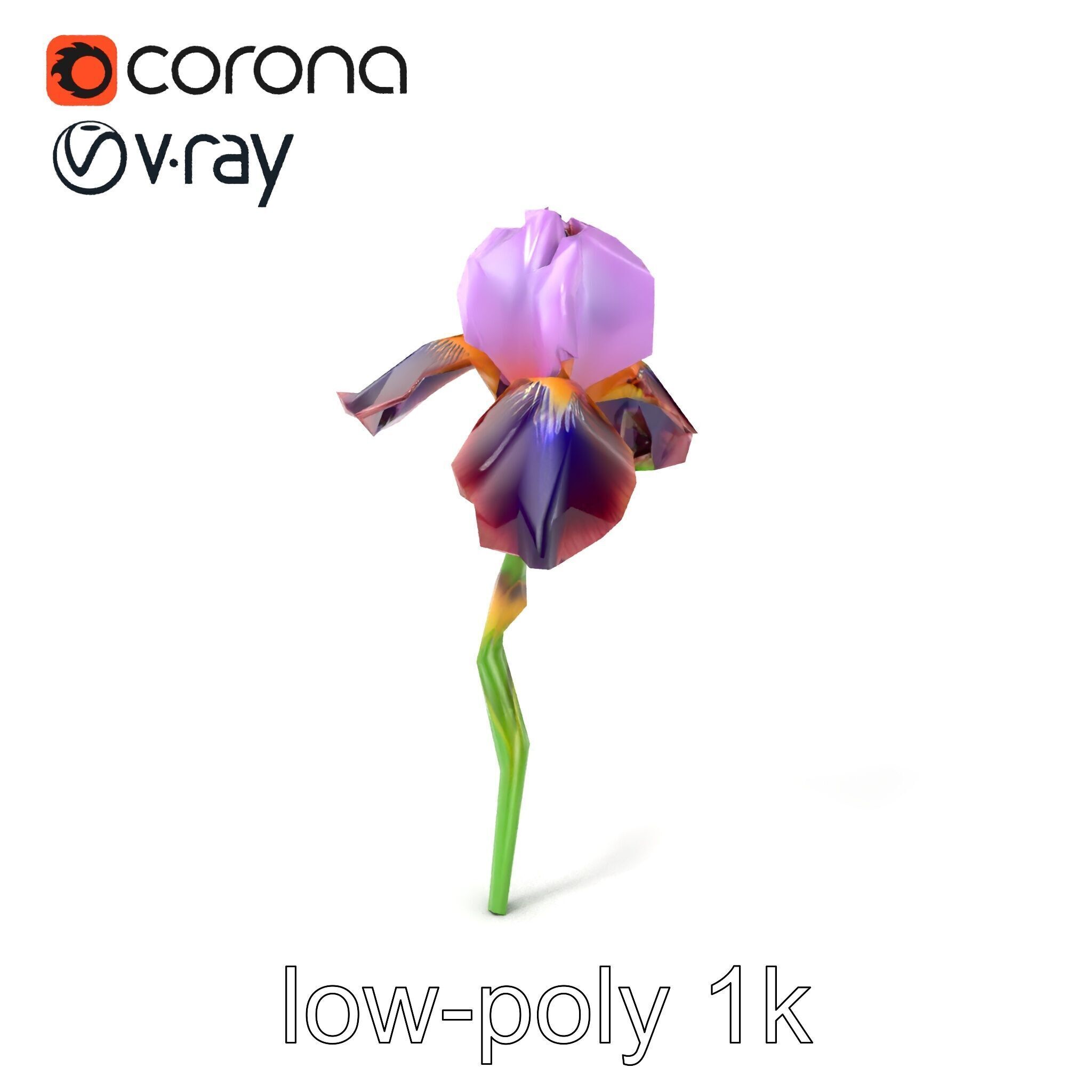 Dwarf Iris Bloom Miniature Elegance model pack Low-poly 3D model_4