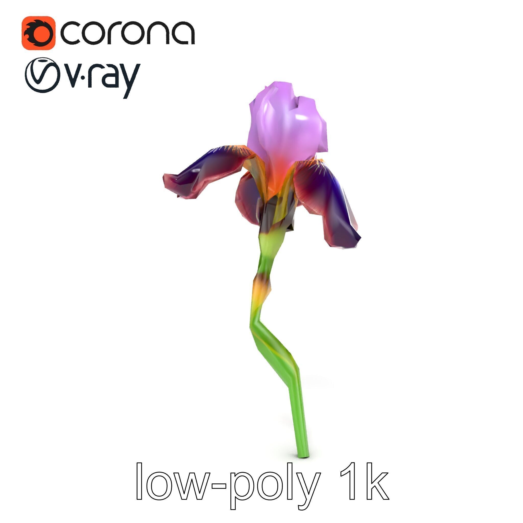 Dwarf Iris Bloom Miniature Elegance model pack Low-poly 3D model_18