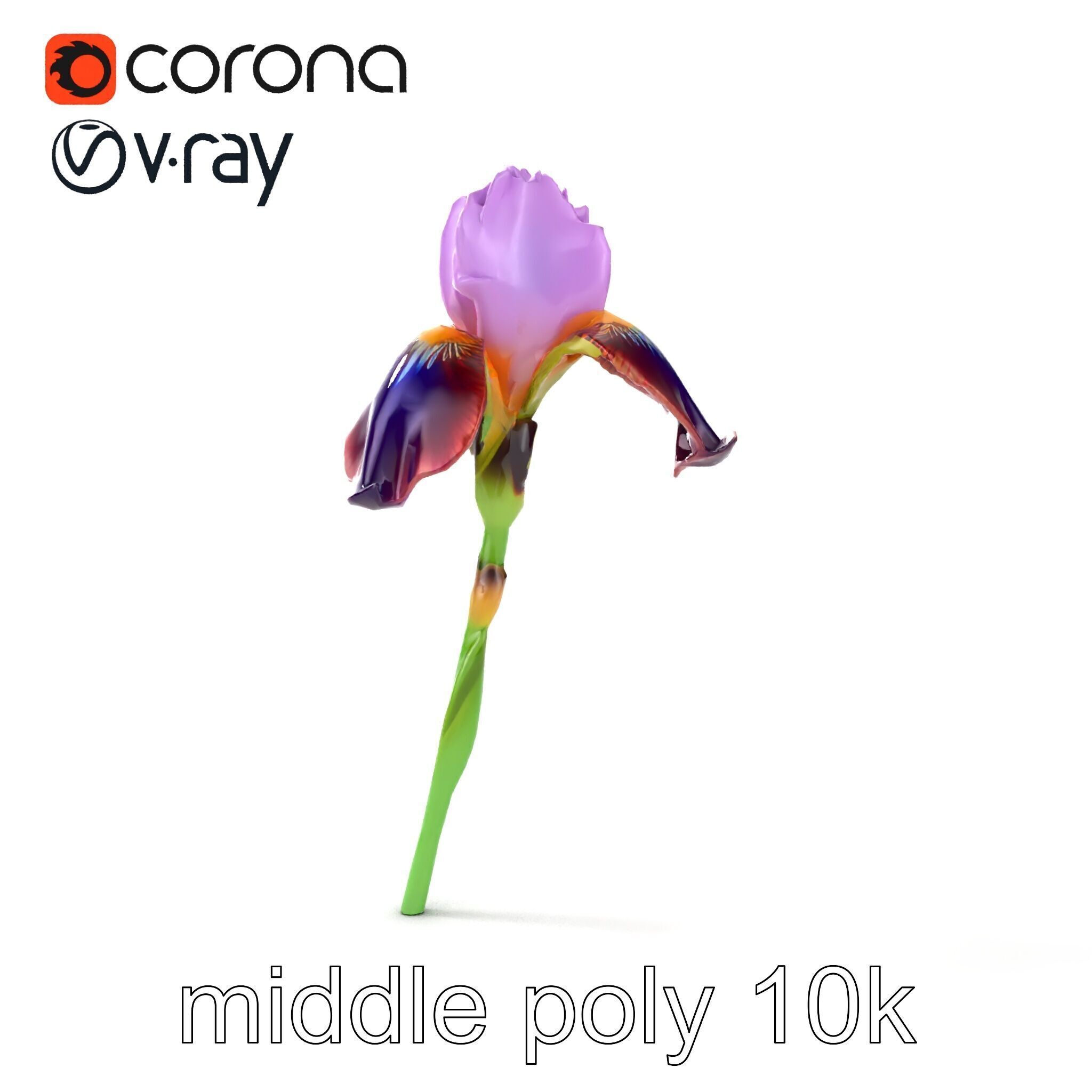Dwarf Iris Bloom Miniature Elegance model pack Low-poly 3D model_11