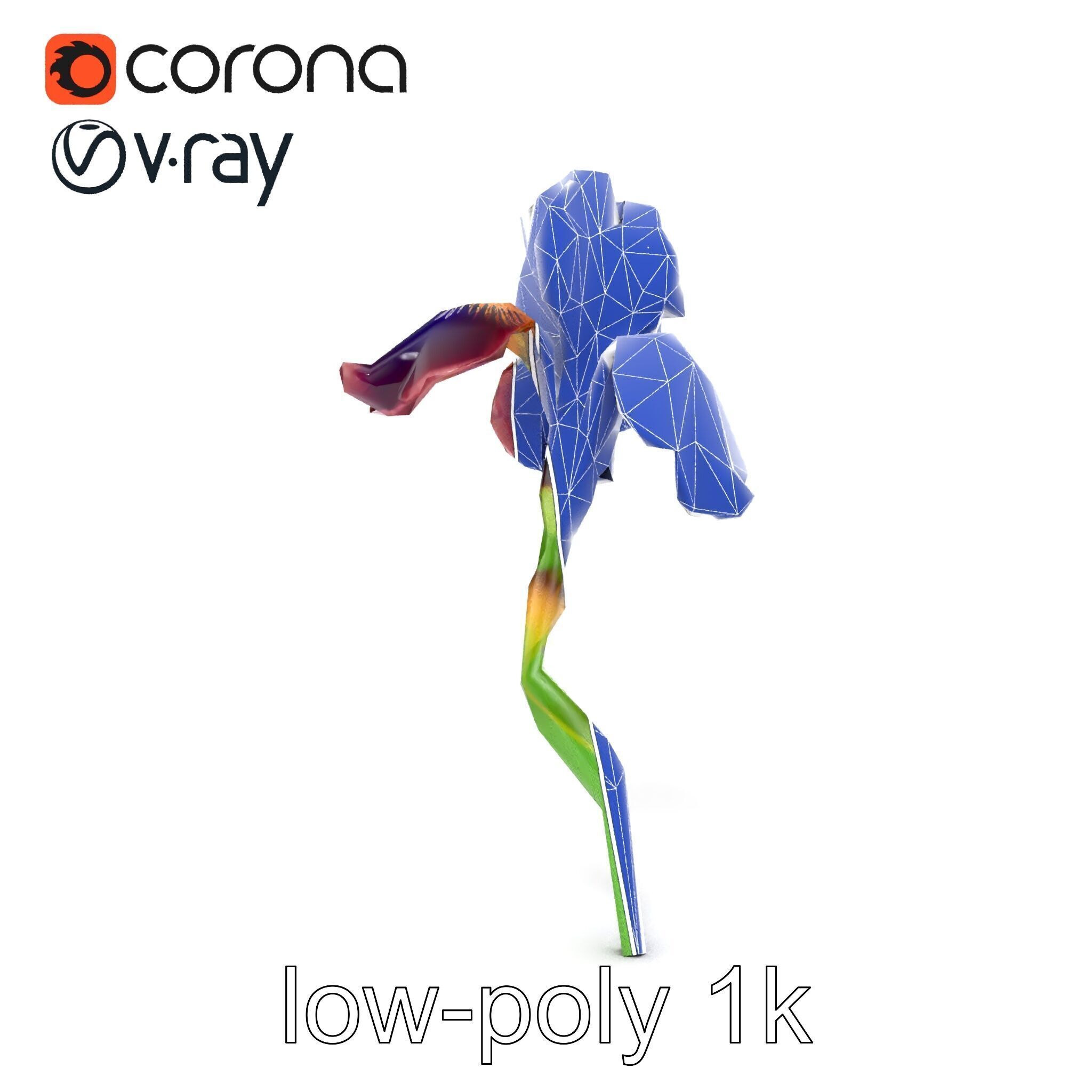 Dwarf Iris Bloom Miniature Elegance model pack Low-poly 3D model_23