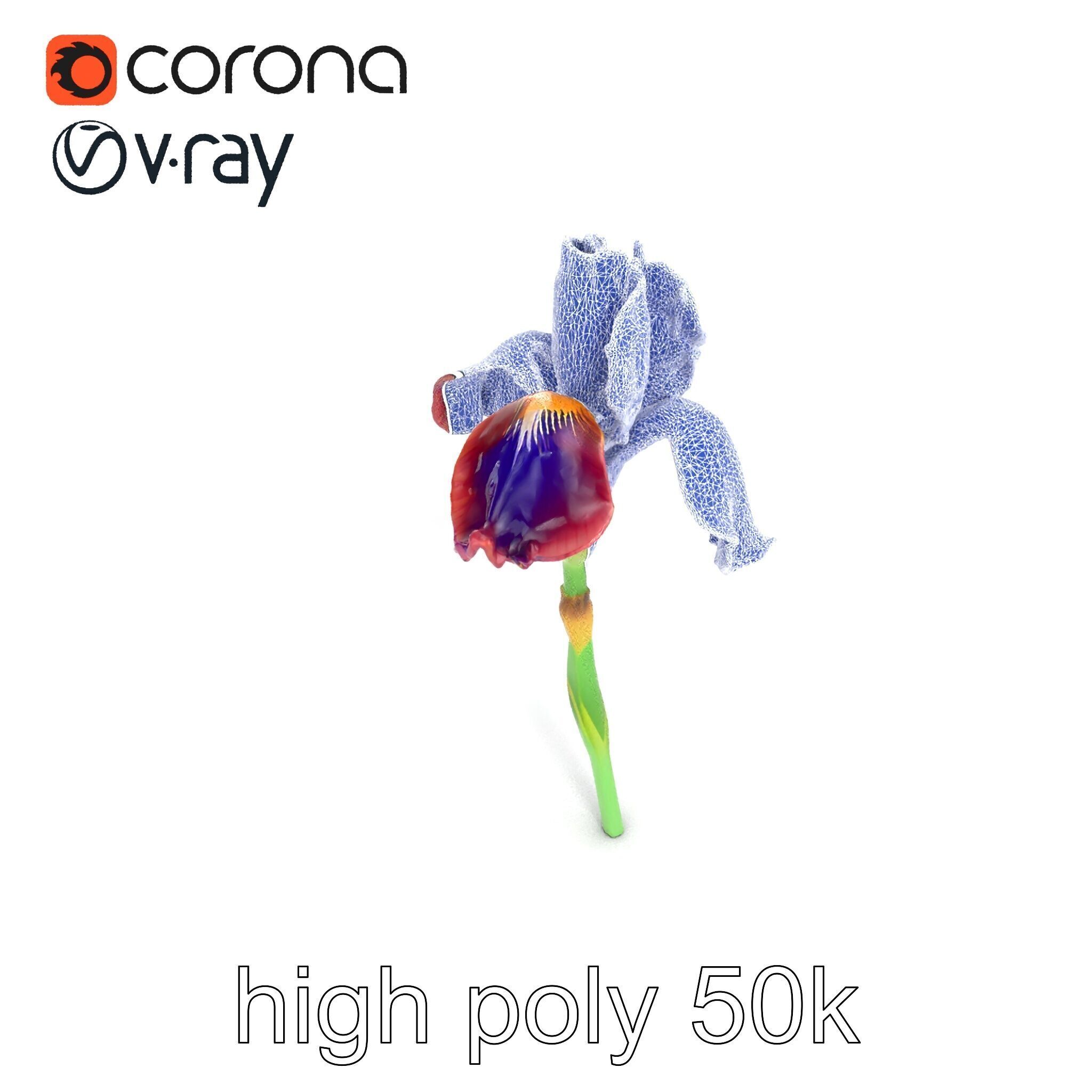 Dwarf Iris Bloom Miniature Elegance model pack Low-poly 3D model_29