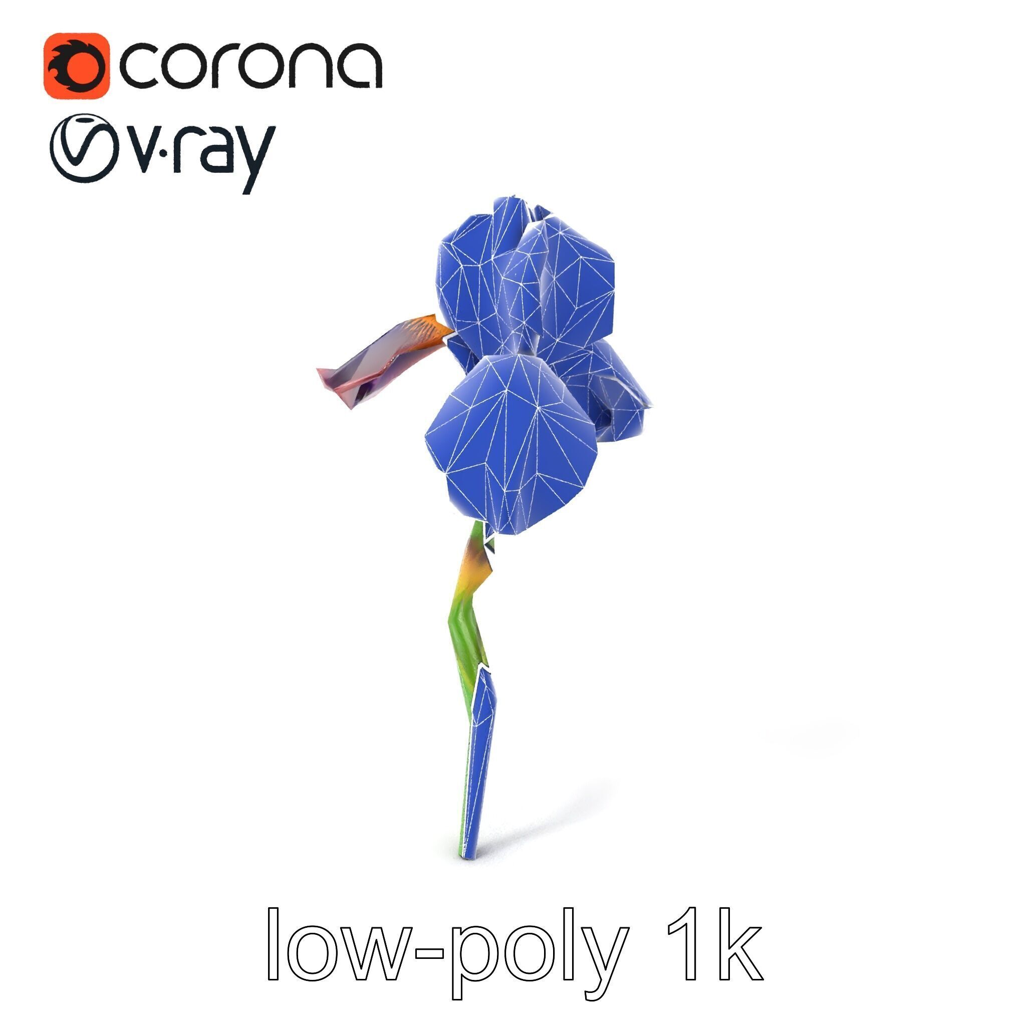 Dwarf Iris Bloom Miniature Elegance model pack Low-poly 3D model_6