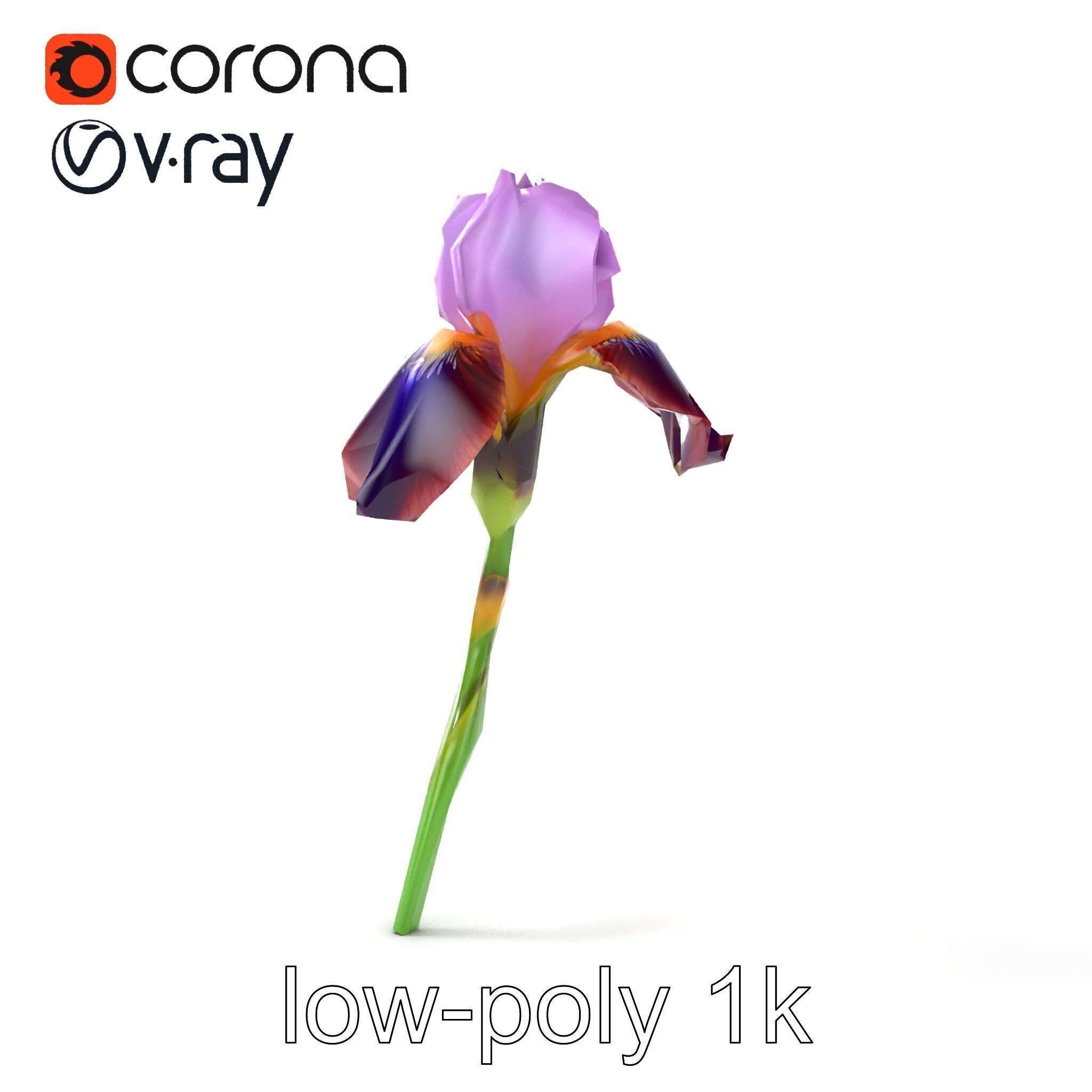 Dwarf Iris Bloom Miniature Elegance model pack Low-poly 3D model_13