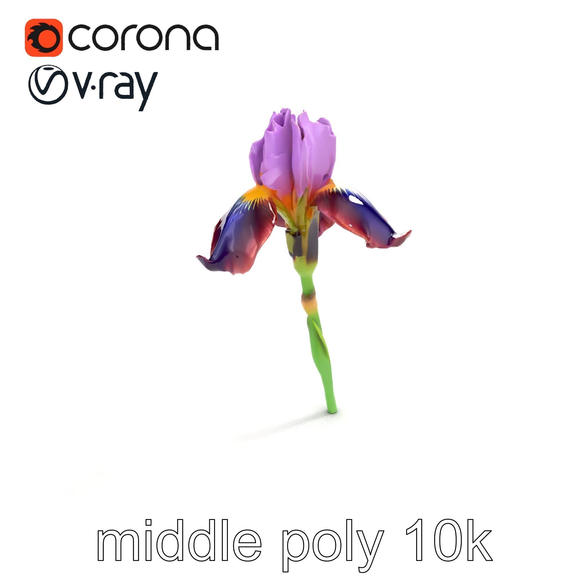 Dwarf Iris Bloom Miniature Elegance model pack Low-poly 3D model_7