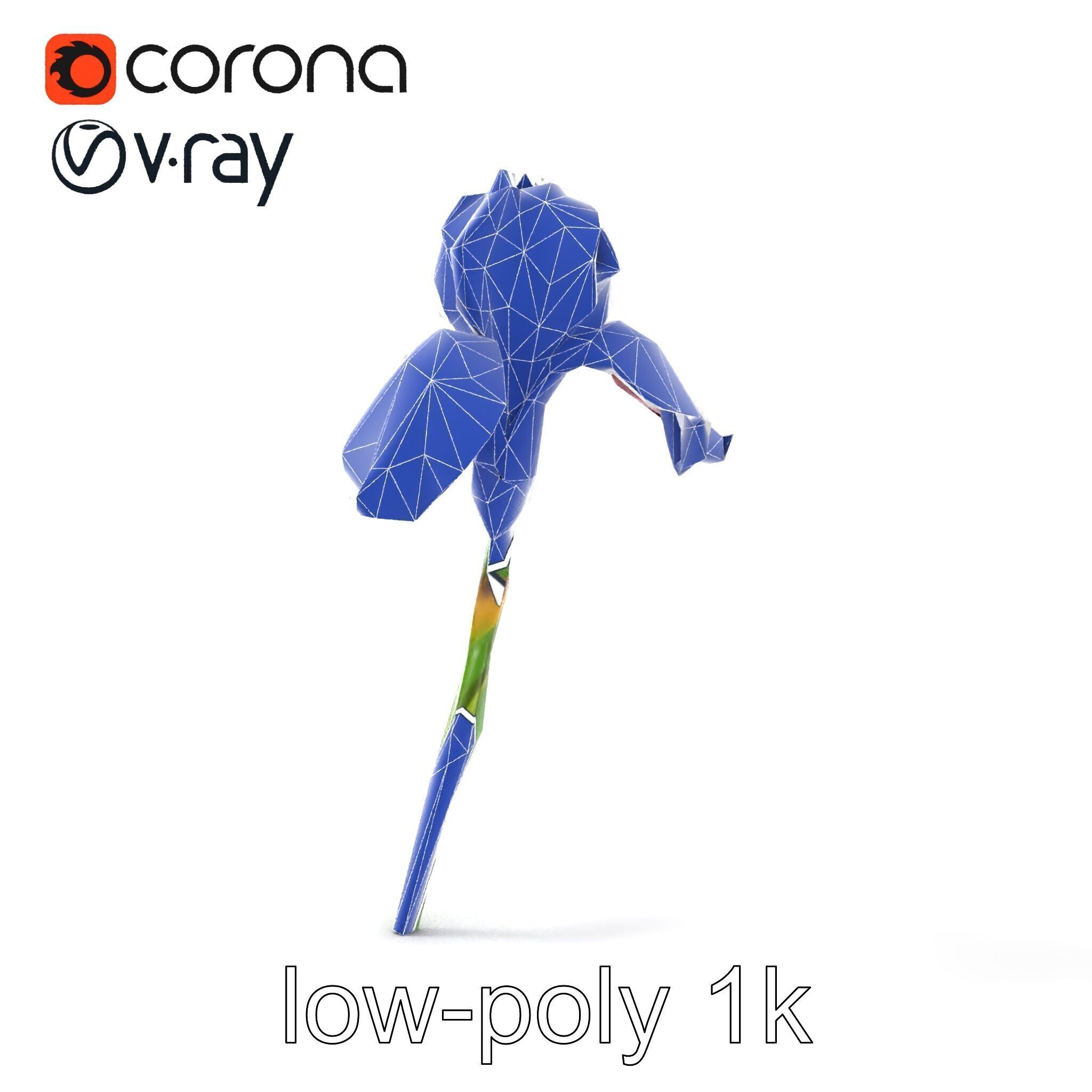 Dwarf Iris Bloom Miniature Elegance model pack Low-poly 3D model_15