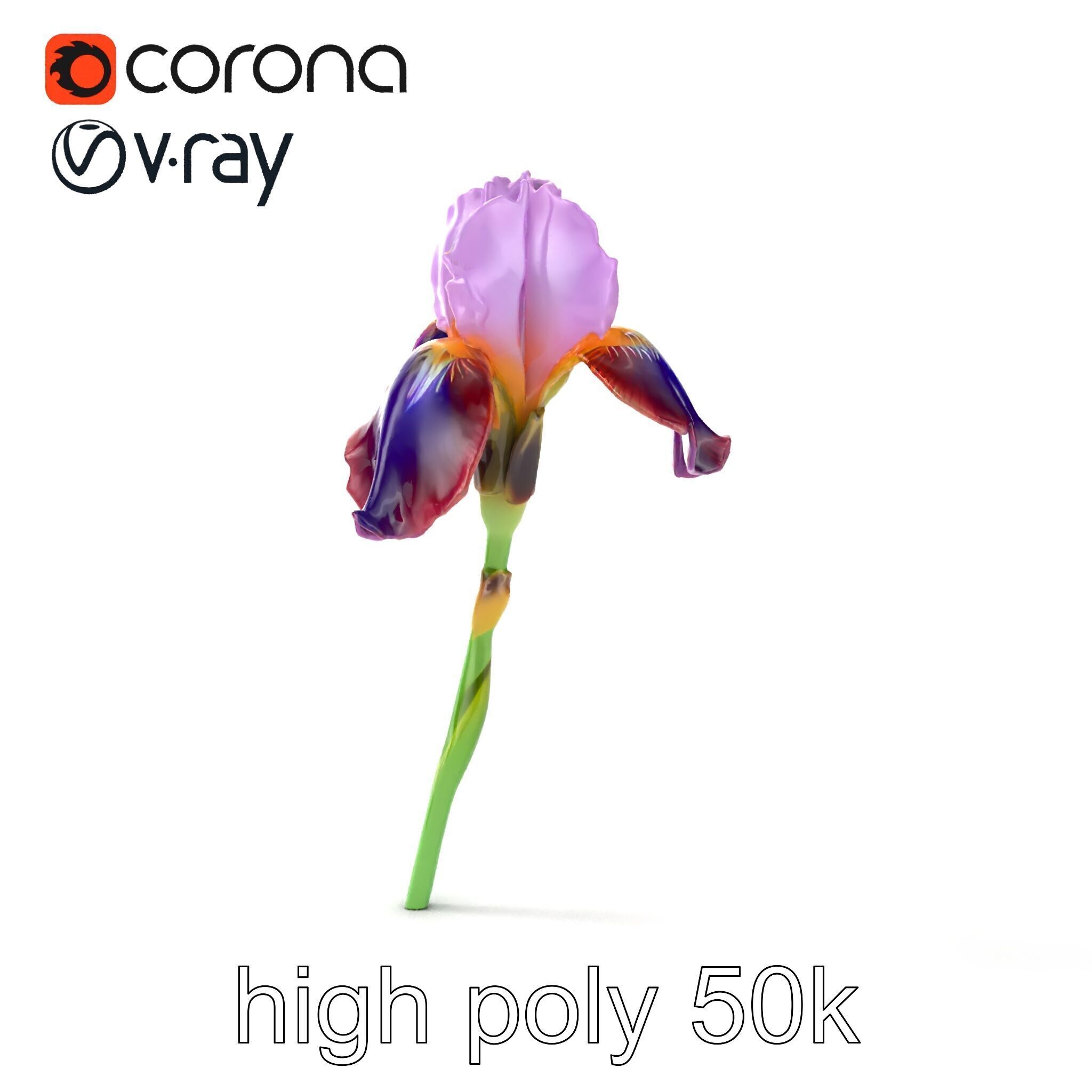 Dwarf Iris Bloom Miniature Elegance model pack Low-poly 3D model_25