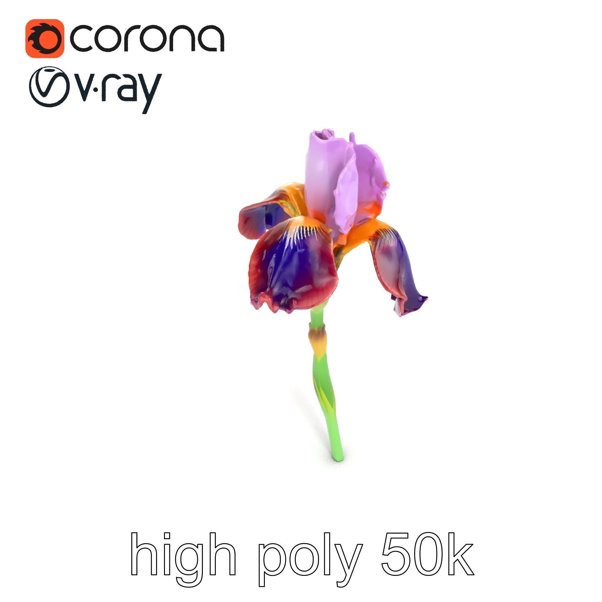Dwarf Iris Bloom Miniature Elegance model pack Low-poly 3D model_12