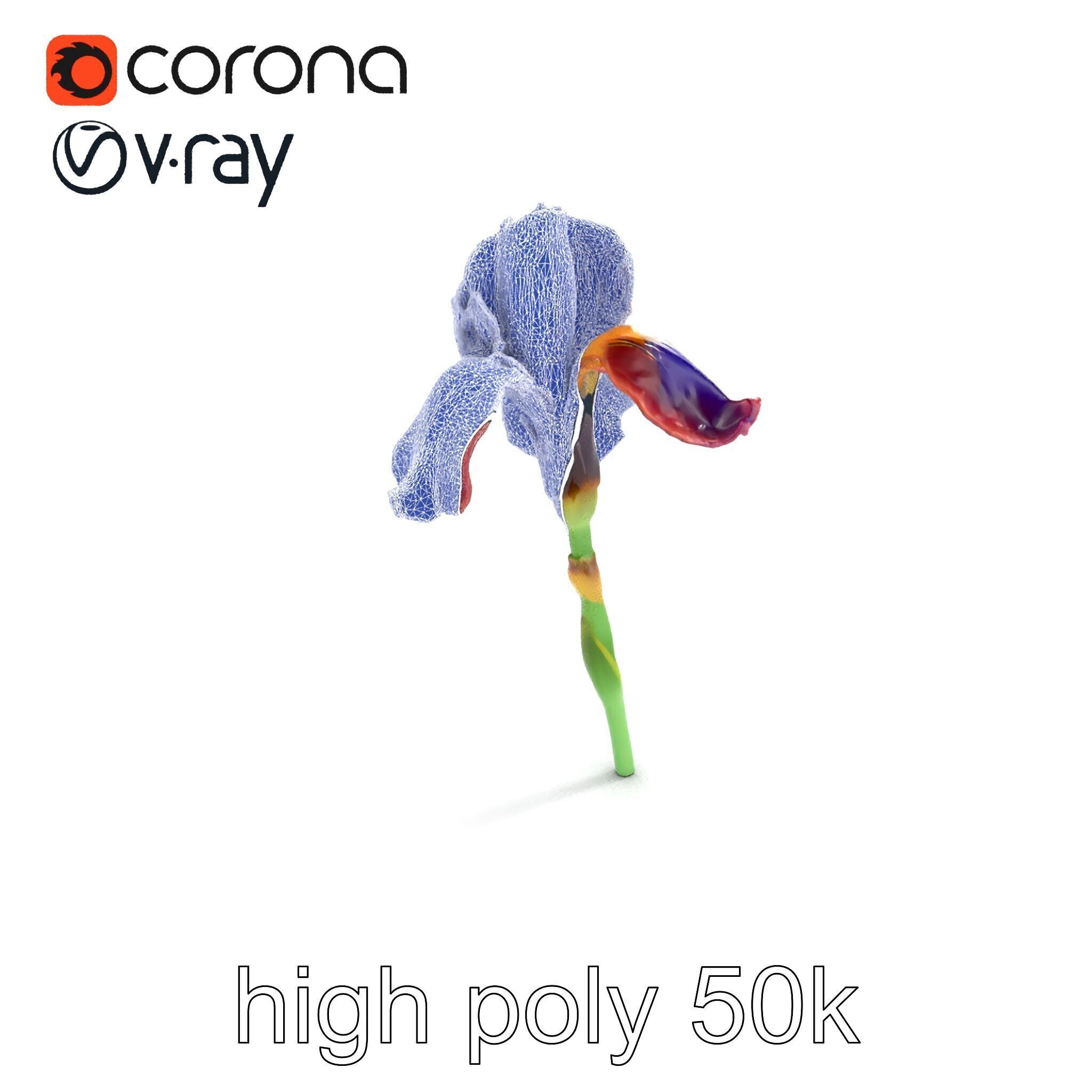 Dwarf Iris Bloom Miniature Elegance model pack Low-poly 3D model_20
