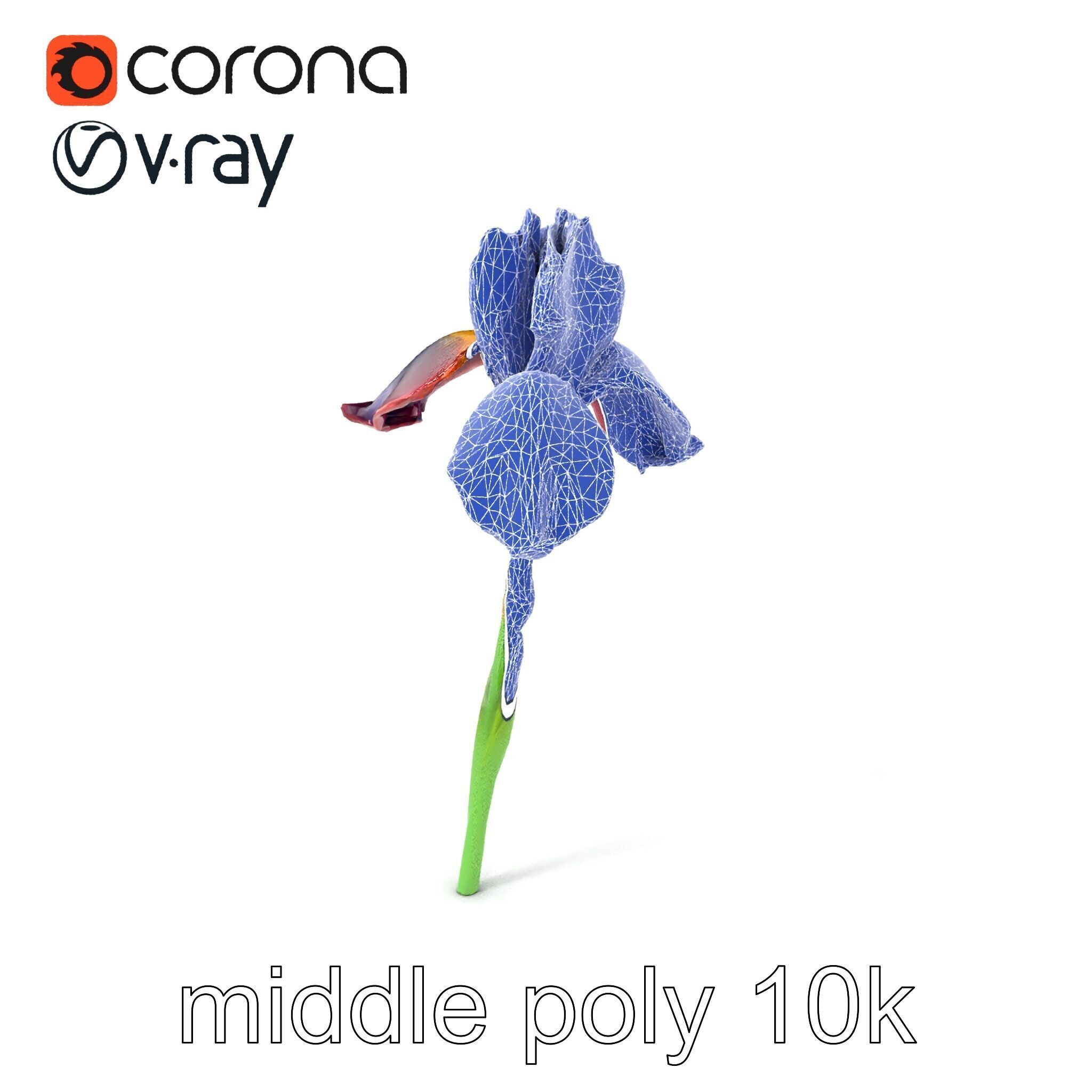 Dwarf Iris Bloom Miniature Elegance model pack Low-poly 3D model_5