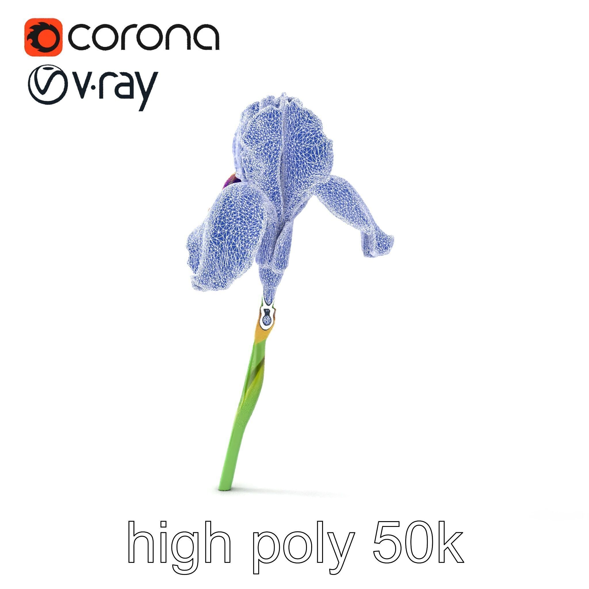 Dwarf Iris Bloom Miniature Elegance model pack Low-poly 3D model_24