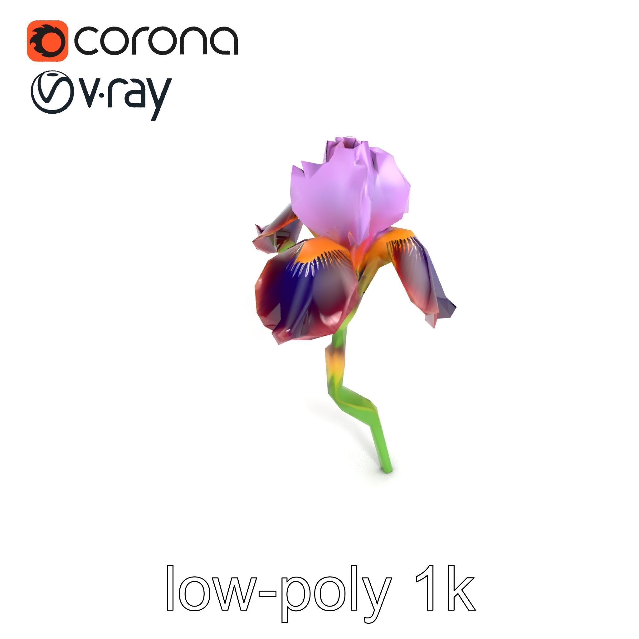 Dwarf Iris Bloom Miniature Elegance model pack Low-poly 3D model_30