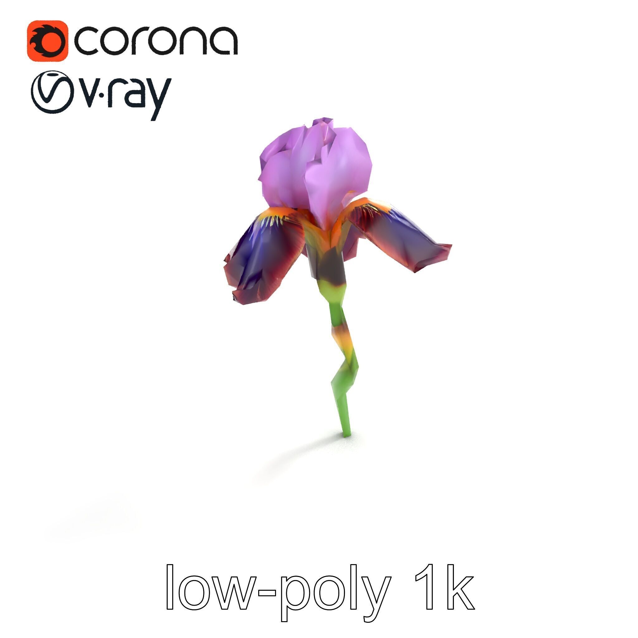 Dwarf Iris Bloom Miniature Elegance model pack Low-poly 3D model_8