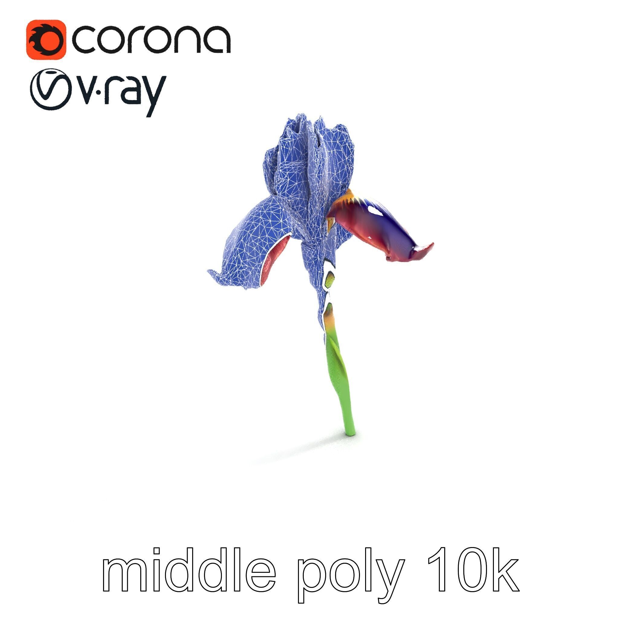 Dwarf Iris Bloom Miniature Elegance model pack Low-poly 3D model_10